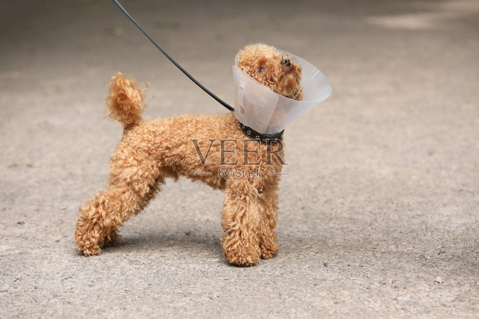 可爱的小狗，戴着伊丽莎白时代的户外项圈照片摄影图片