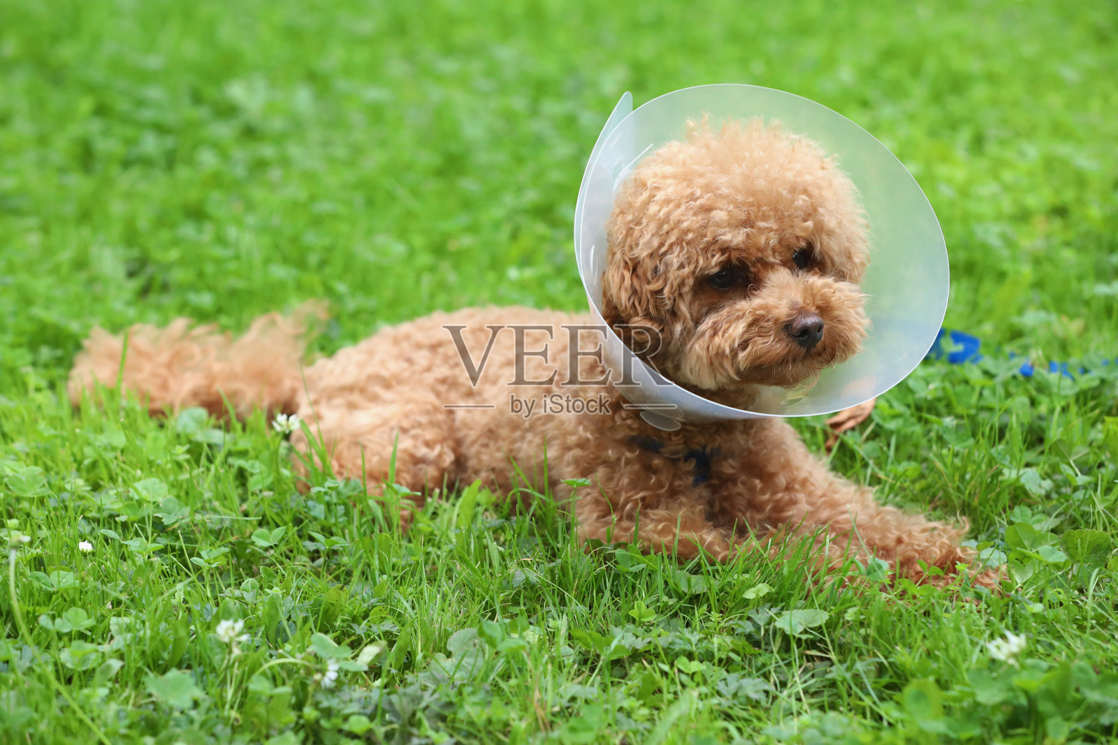 可爱的小狗，戴着伊丽莎白时代的项圈，躺在户外的绿草地上照片摄影图片