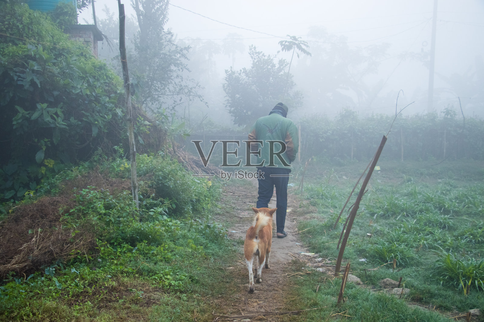 一个浓雾弥漫的冬日村庄的早晨照片摄影图片