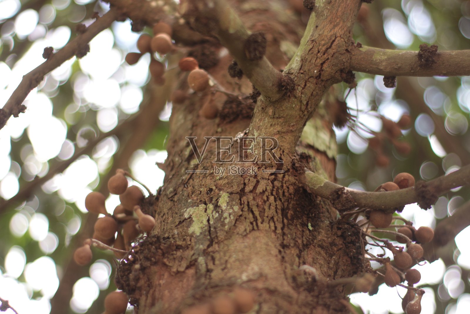 Burahem照片摄影图片