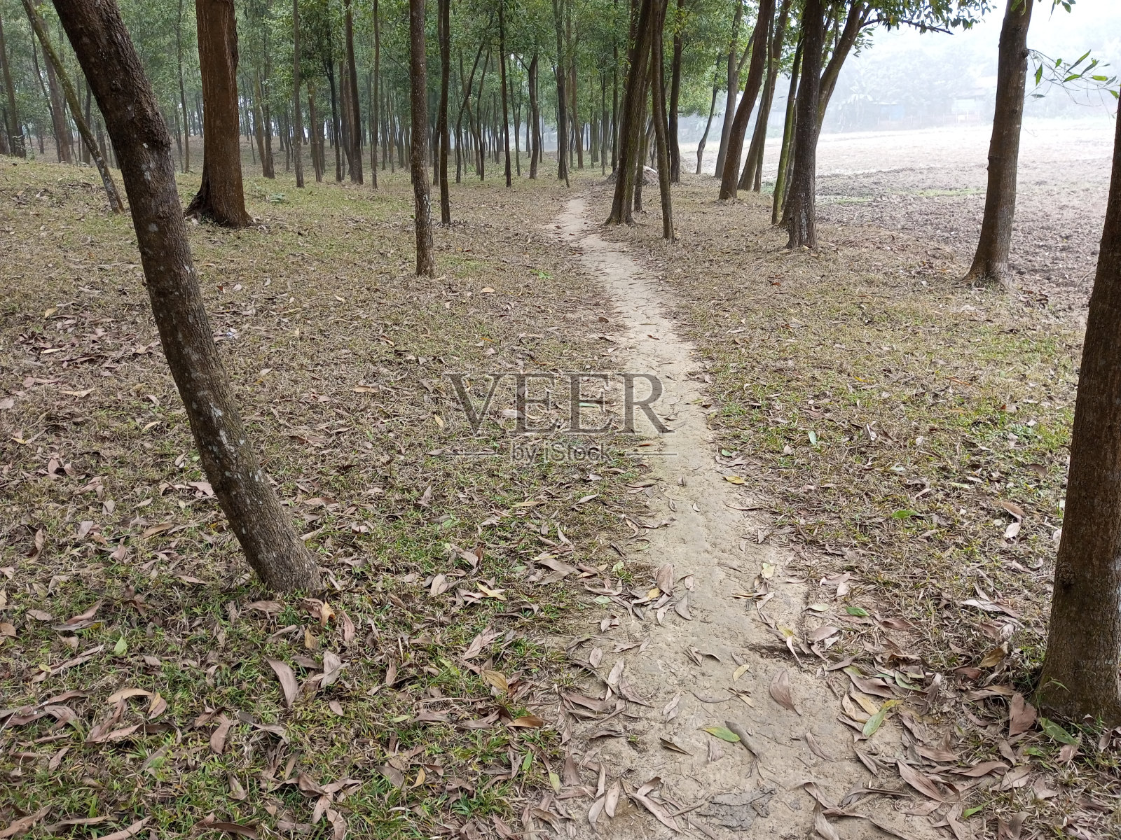 路在树林里分岔，我走其中一条。照片摄影图片