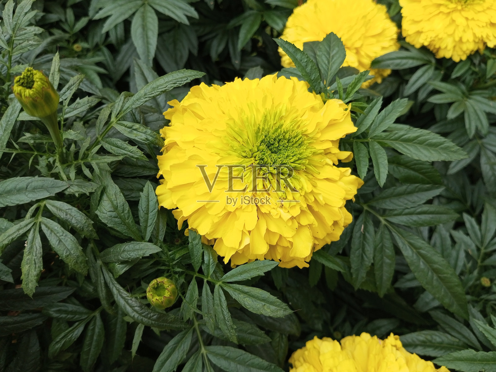 黄金盏花有抗菌成分。它可以阻止血液泄漏。照片摄影图片