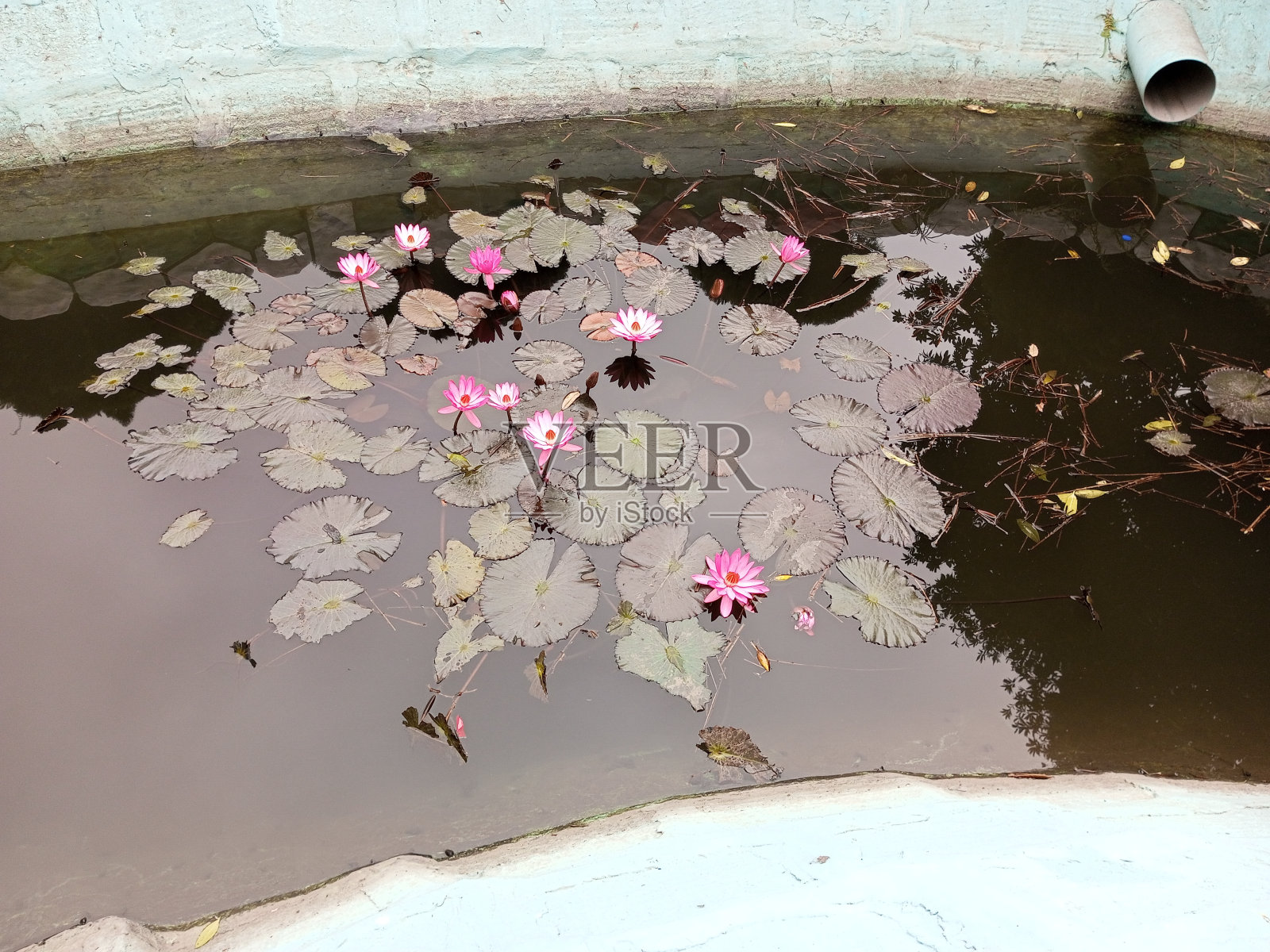 红粉相间的百合在人工湖上。照片摄影图片