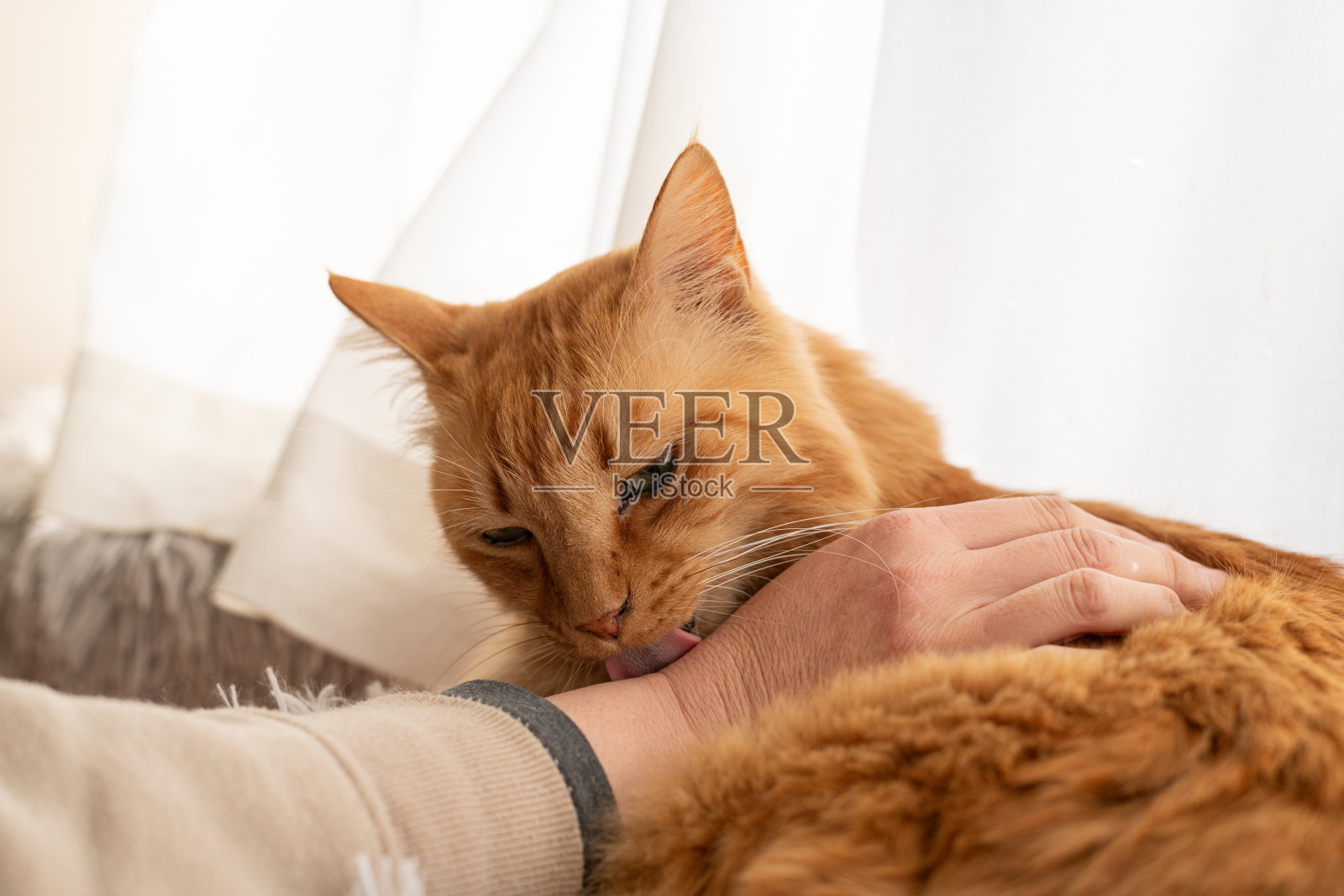 抚摸一只可爱的猫照片摄影图片