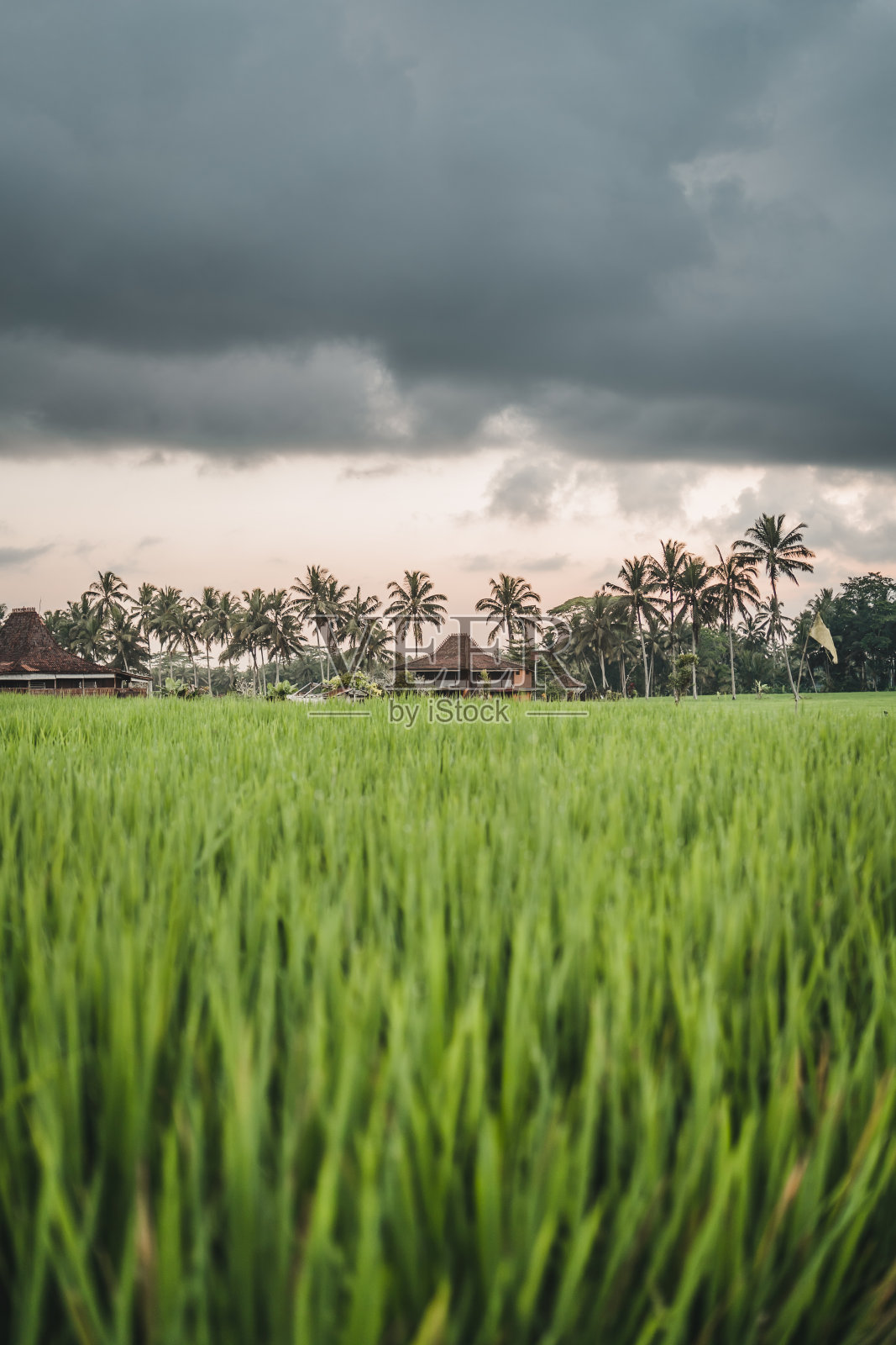 美丽的乡村稻田景观景观照片摄影图片