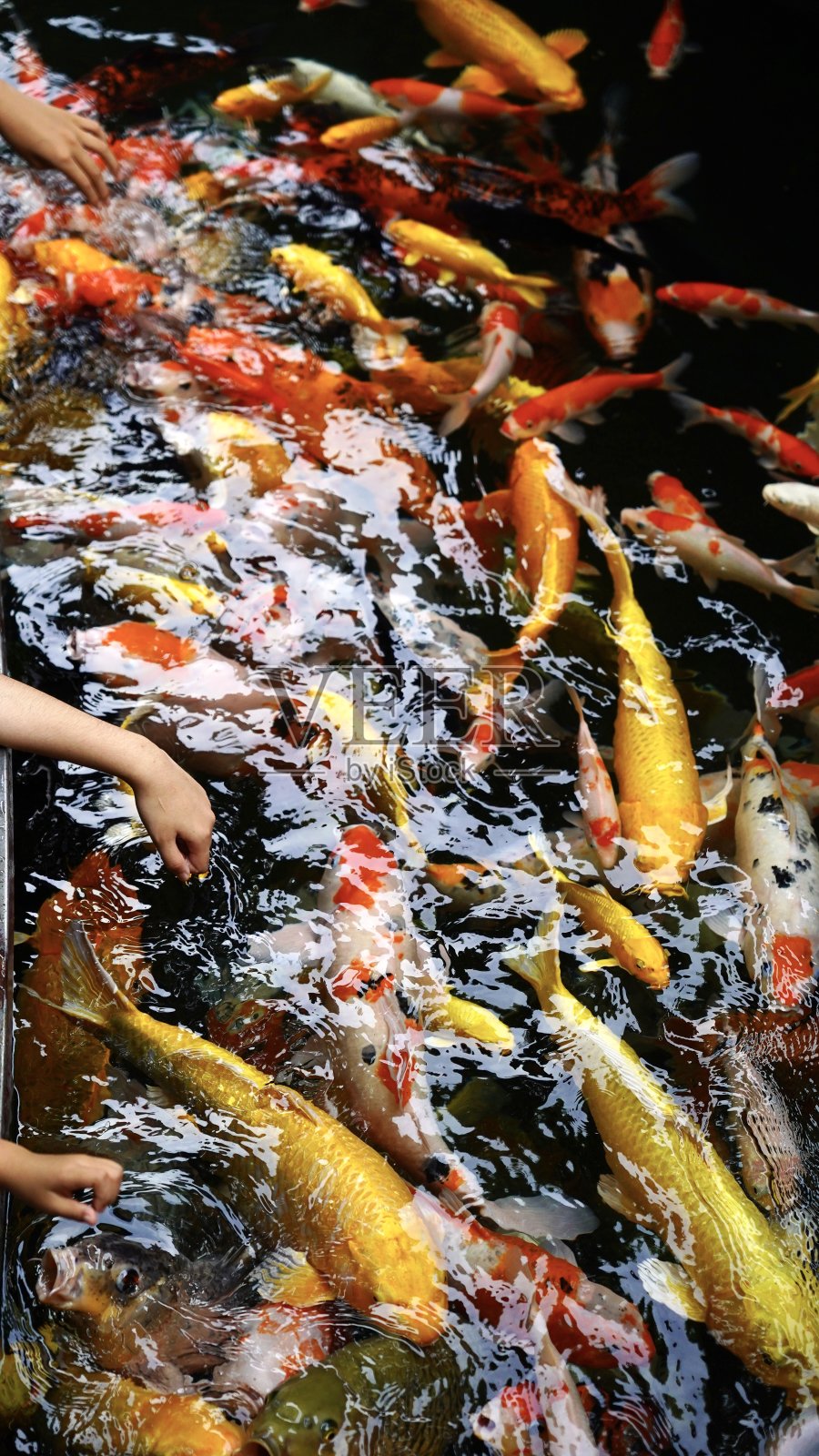 幸运鱼照片摄影图片