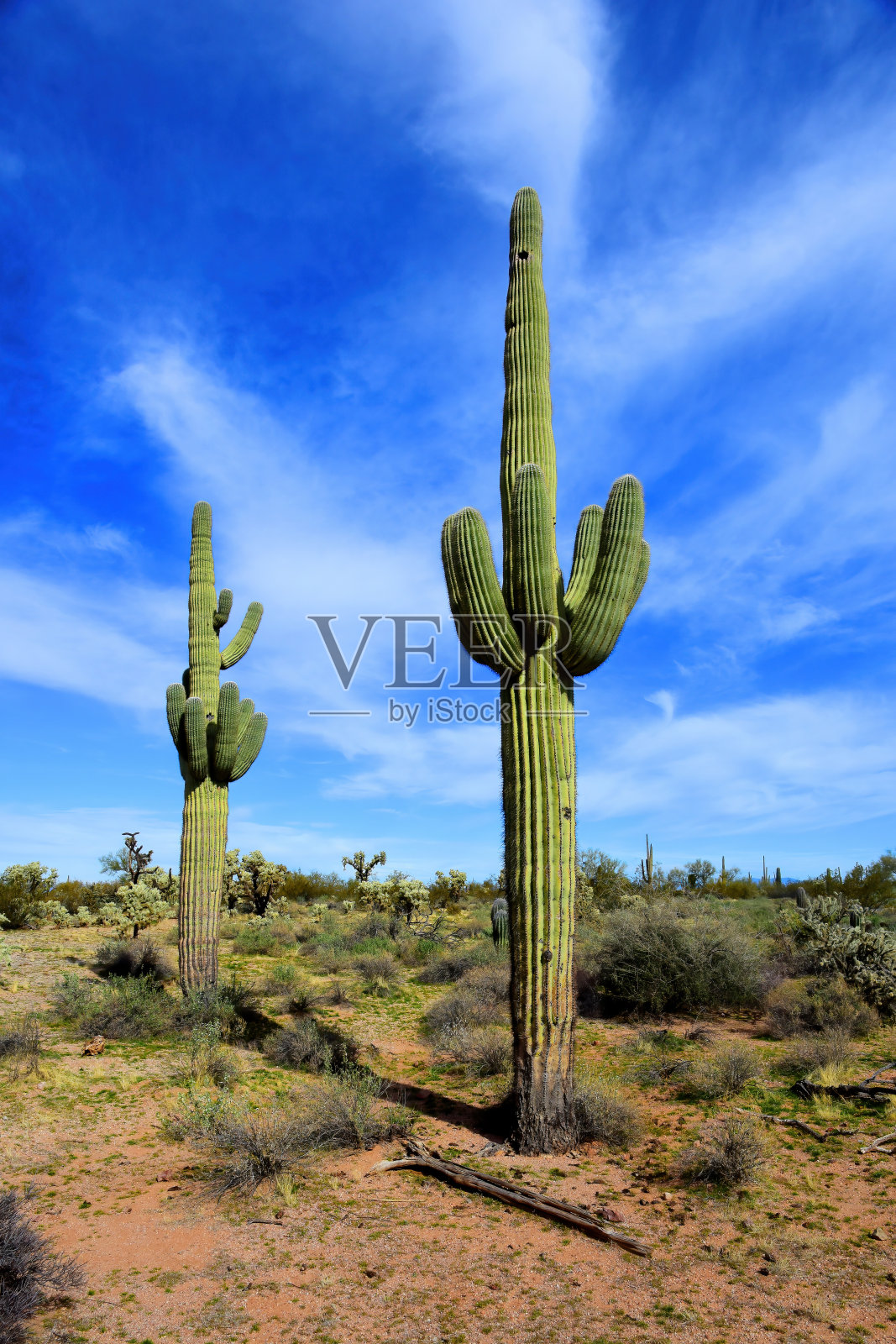 老萨瓜罗仙人掌索诺拉沙漠亚利桑那州照片摄影图片