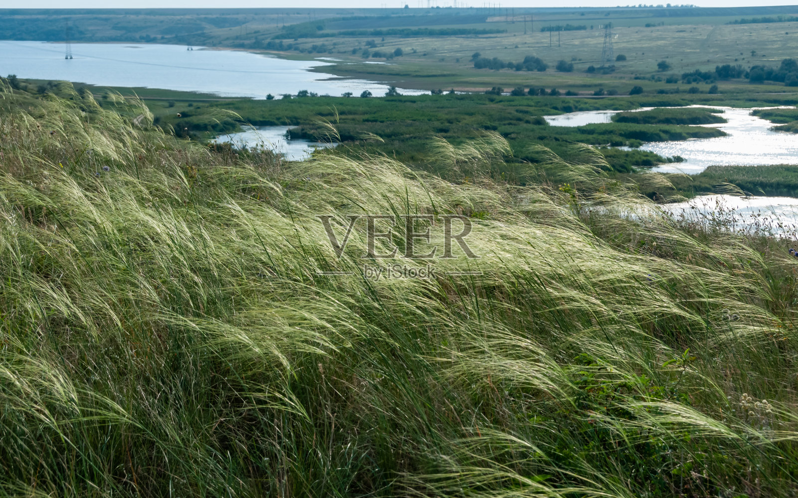 乌克兰羽草草原，束草种(针茅)，乌克兰南部草原景观照片摄影图片