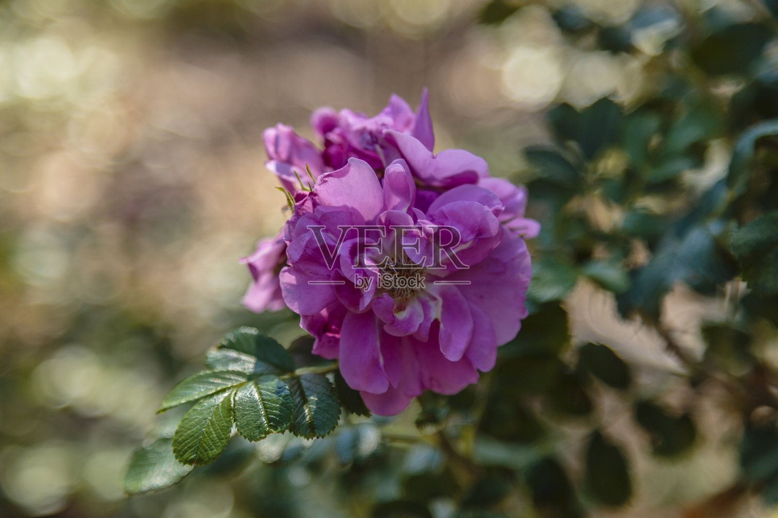 帕特森的花园照片摄影图片