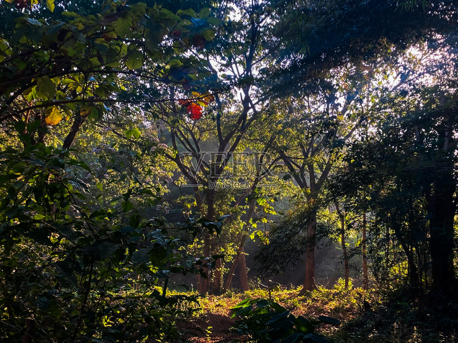 美丽的乡村里有一片广阔的森林，晨光照耀着它。照片摄影图片