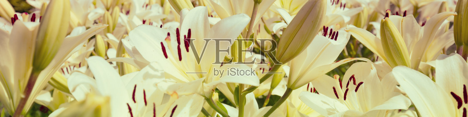 盛开的白色百合自然背景。水平的旗帜照片摄影图片