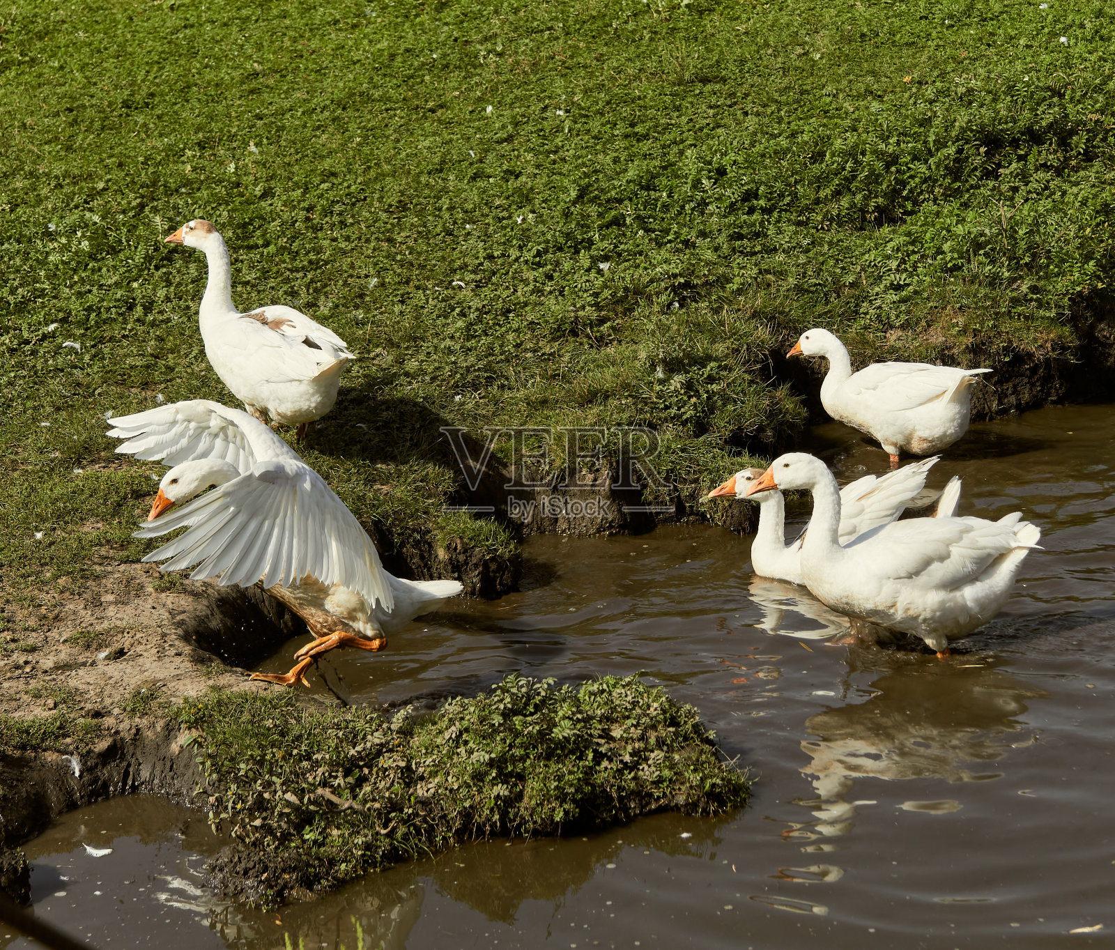 岸边的鹅。水禽鹅。照片摄影图片