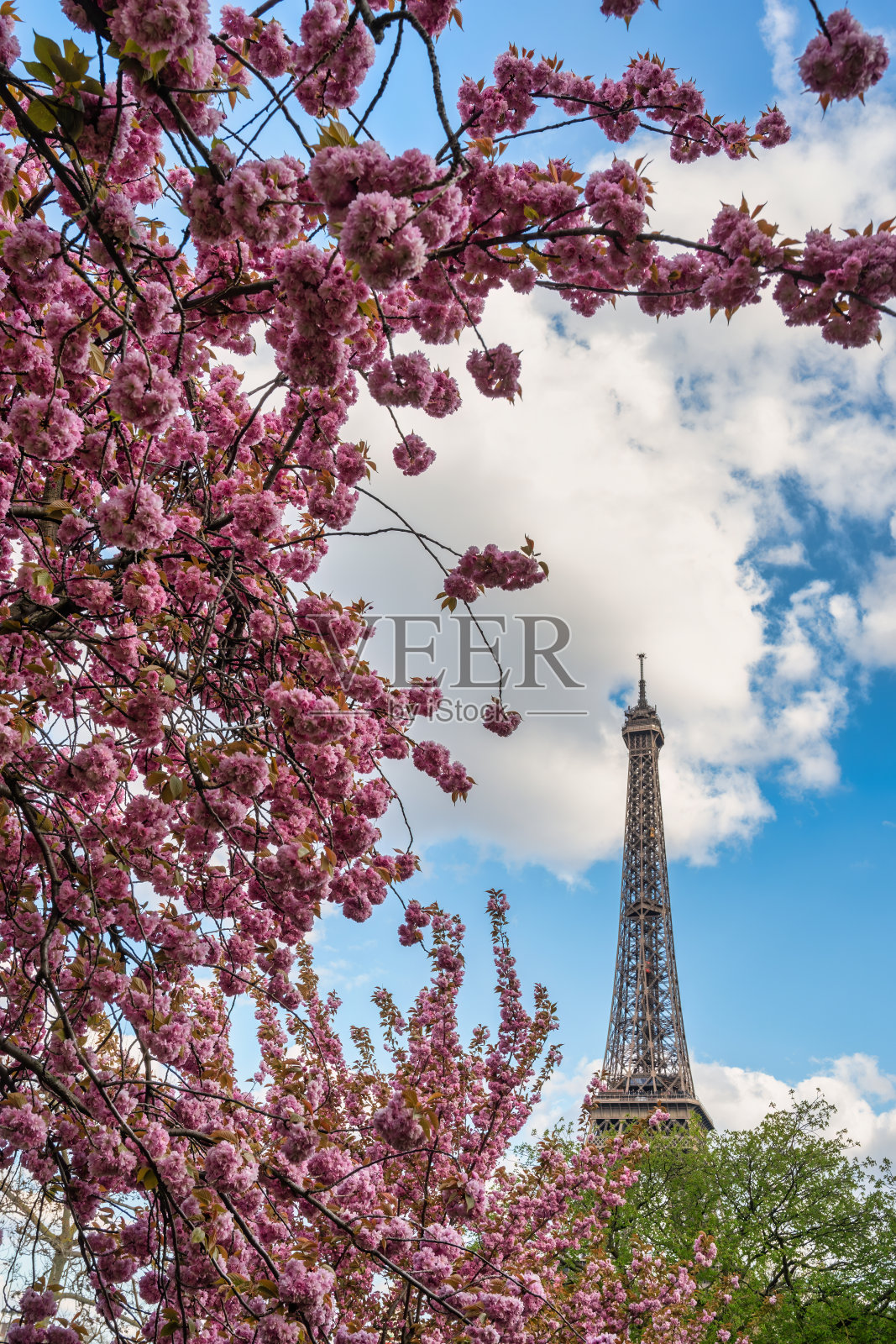 法国巴黎城市天际线上的埃菲尔铁塔上盛开着春天的樱花照片摄影图片