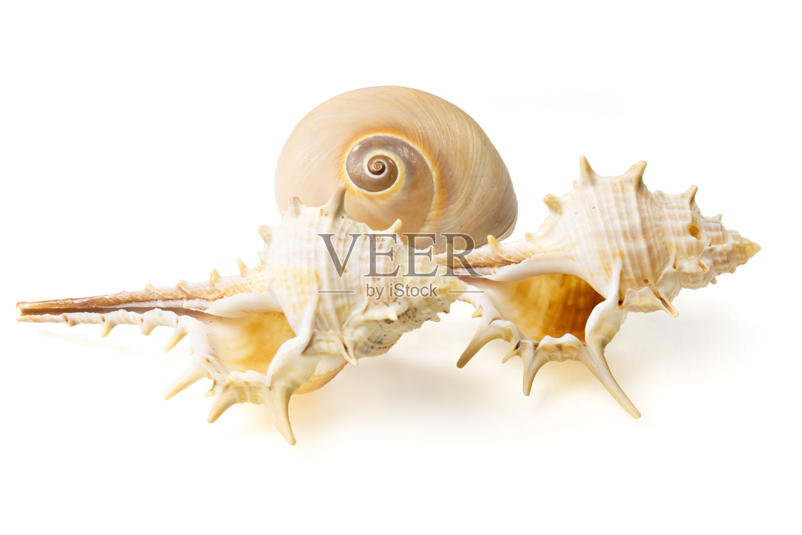 贝壳和白底贝壳照片摄影图片