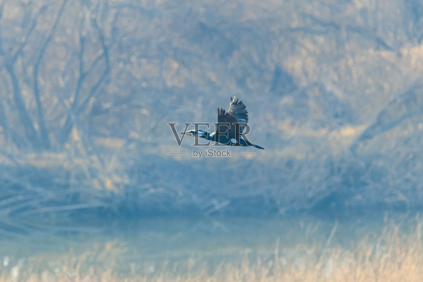 冬季水库与鸬鹚的景色照片摄影图片