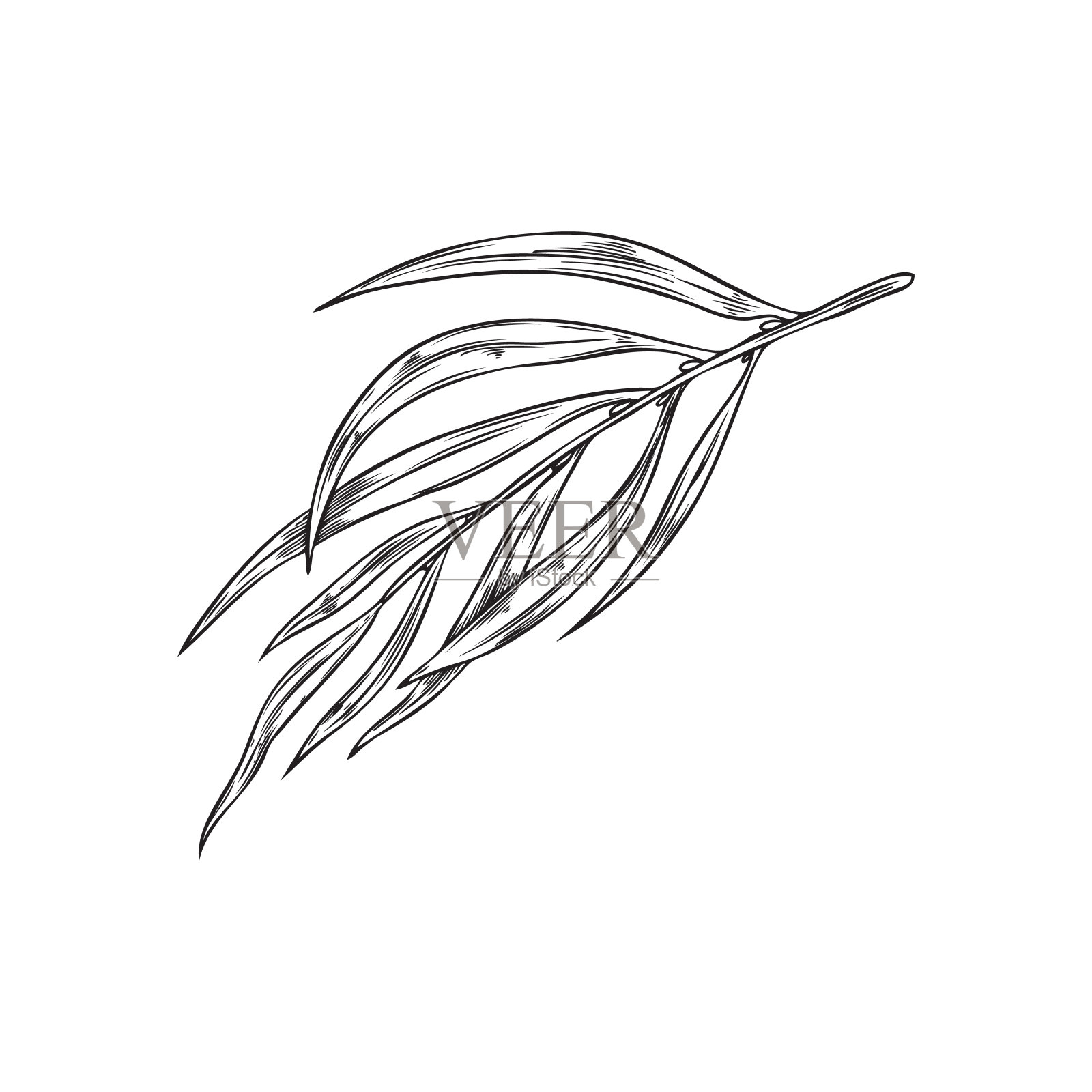 巴西莓树枝，草药茶叶，矢量雕刻手绘叶植物花卉元素，异国情调的棕榈蕨类植物插画图片素材