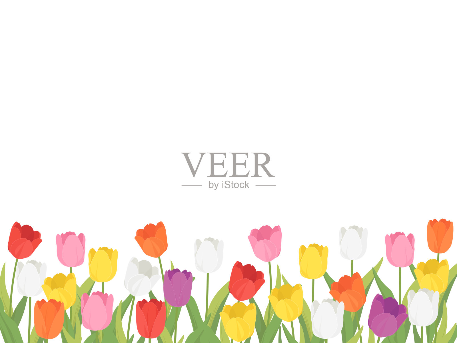 郁金香field_frame插画图片素材