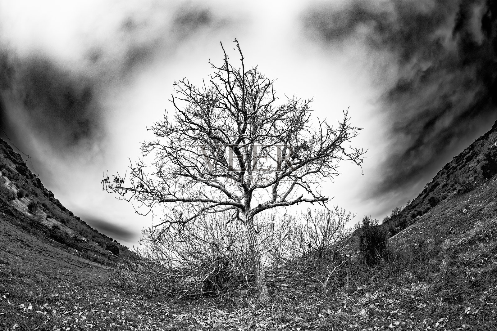 核桃树无叶剪影照片摄影图片