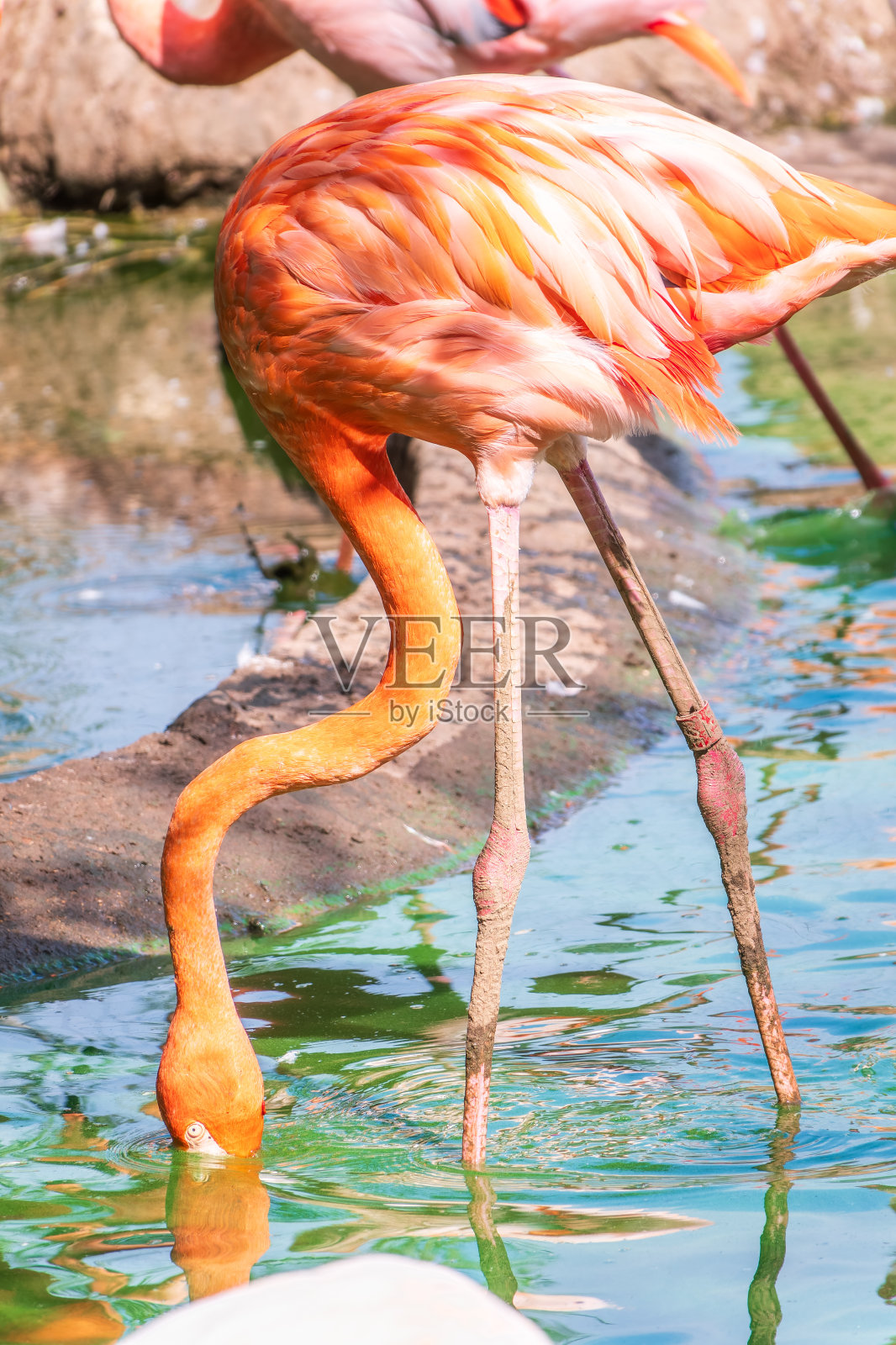 更大的火烈鸟，玫瑰凤鸟，站在湖边的水里。照片摄影图片