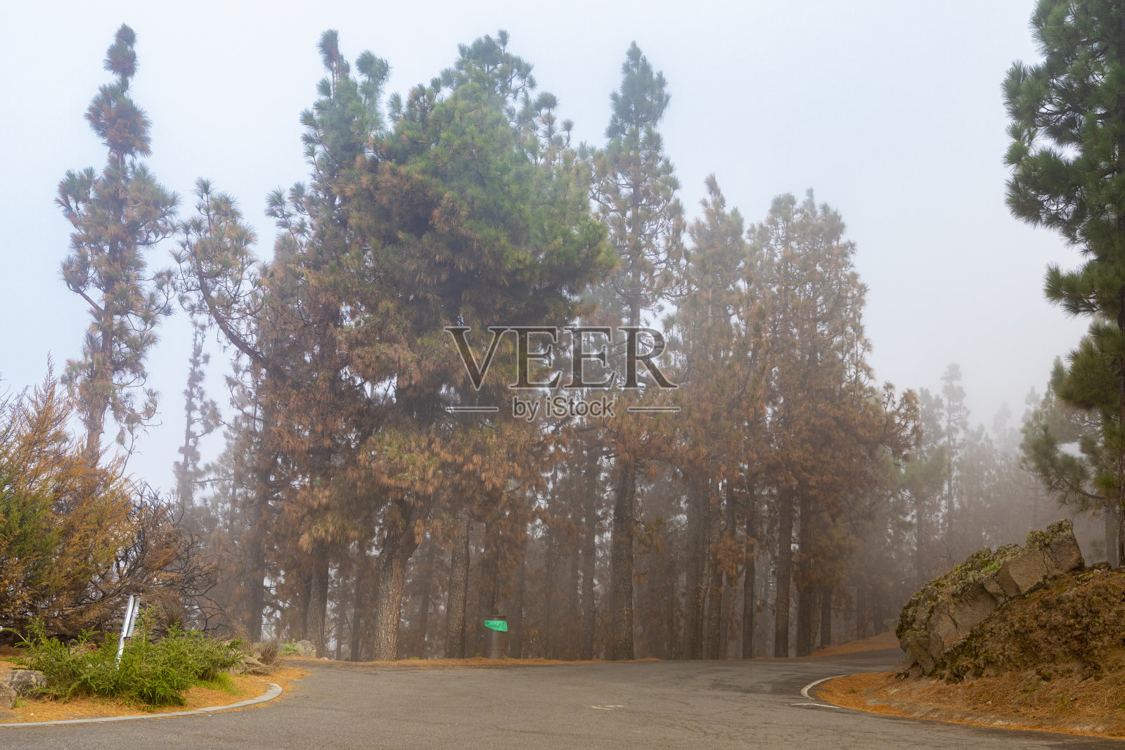 特内里费岛泰德国家公园，2023年火灾后的烧毁森林照片摄影图片