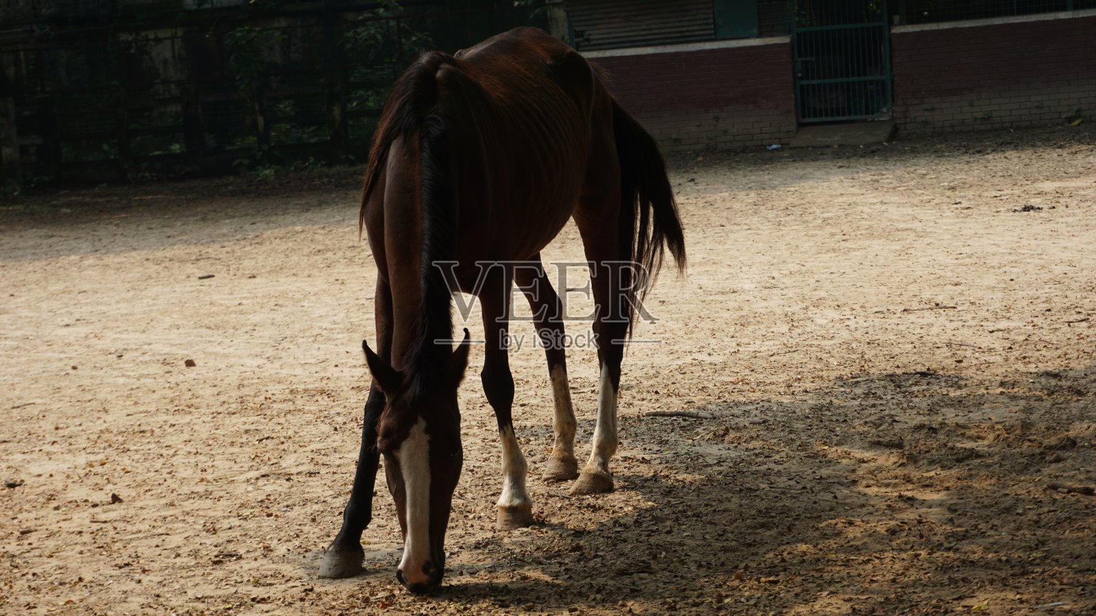 农场牧场上的一匹棕色的马照片摄影图片