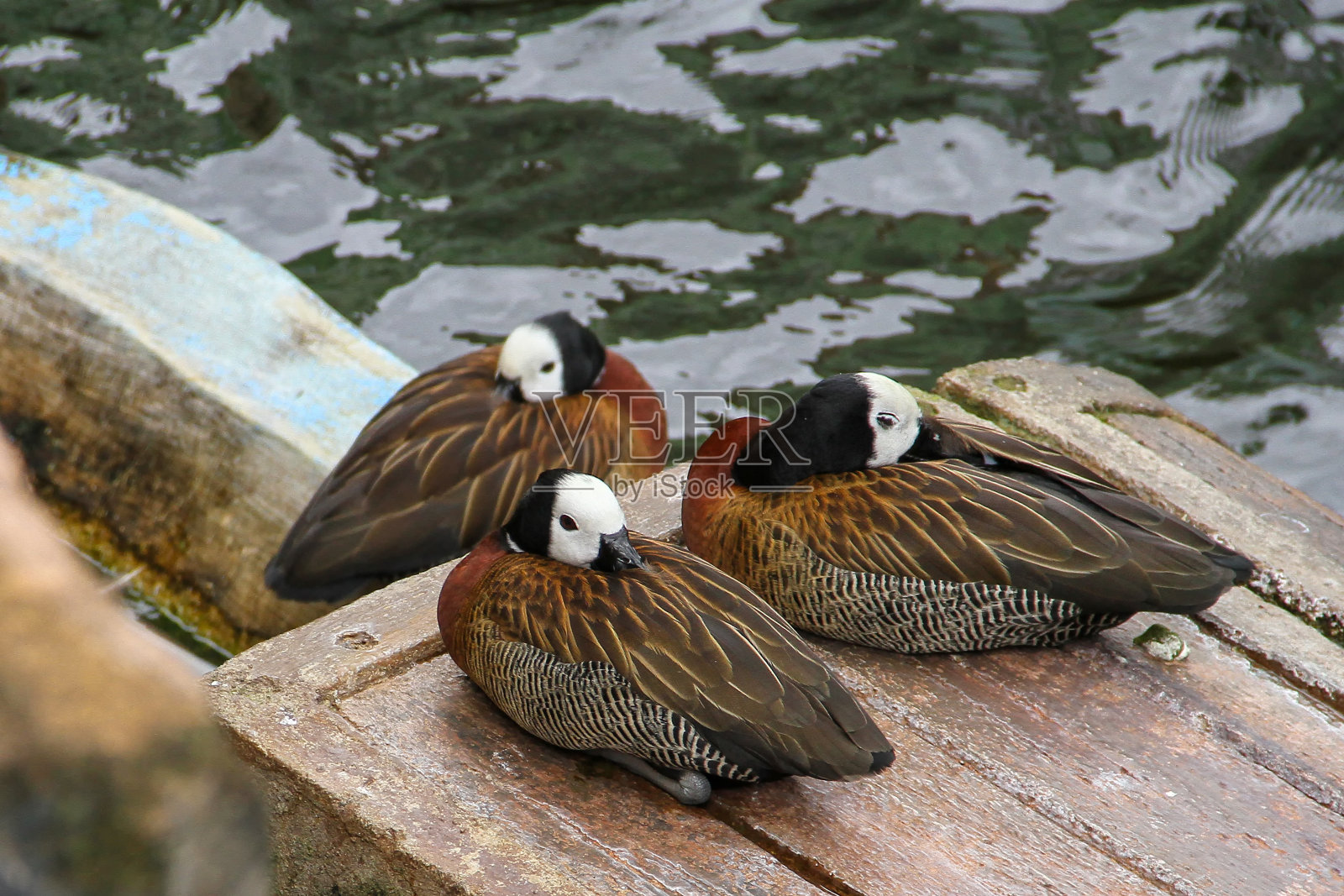 一群白脸的呼啸鸭在池塘边休息照片摄影图片