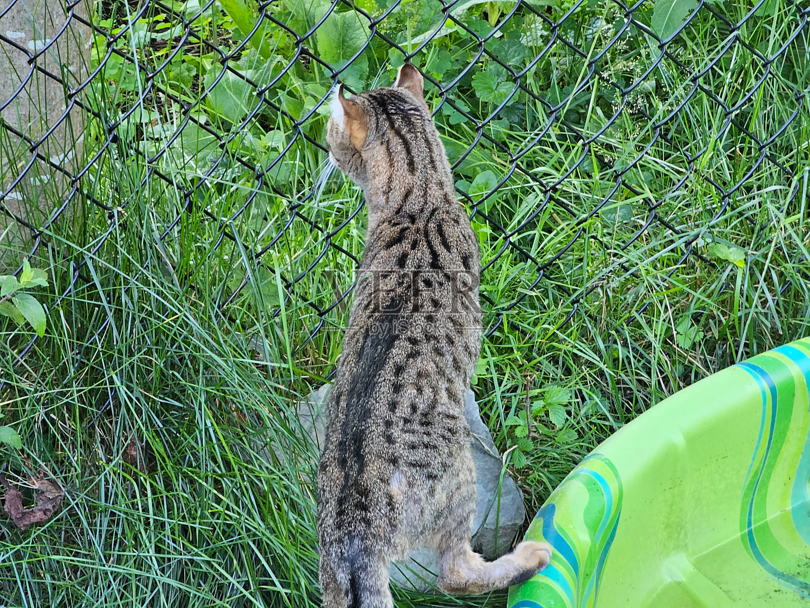 高草旁的猫照片摄影图片