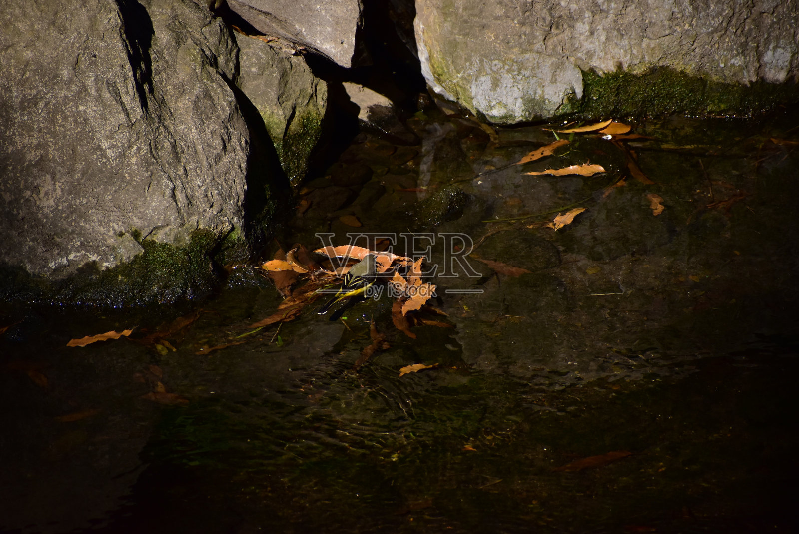 名为黄鹡鸰的鸟的肖像照片摄影图片