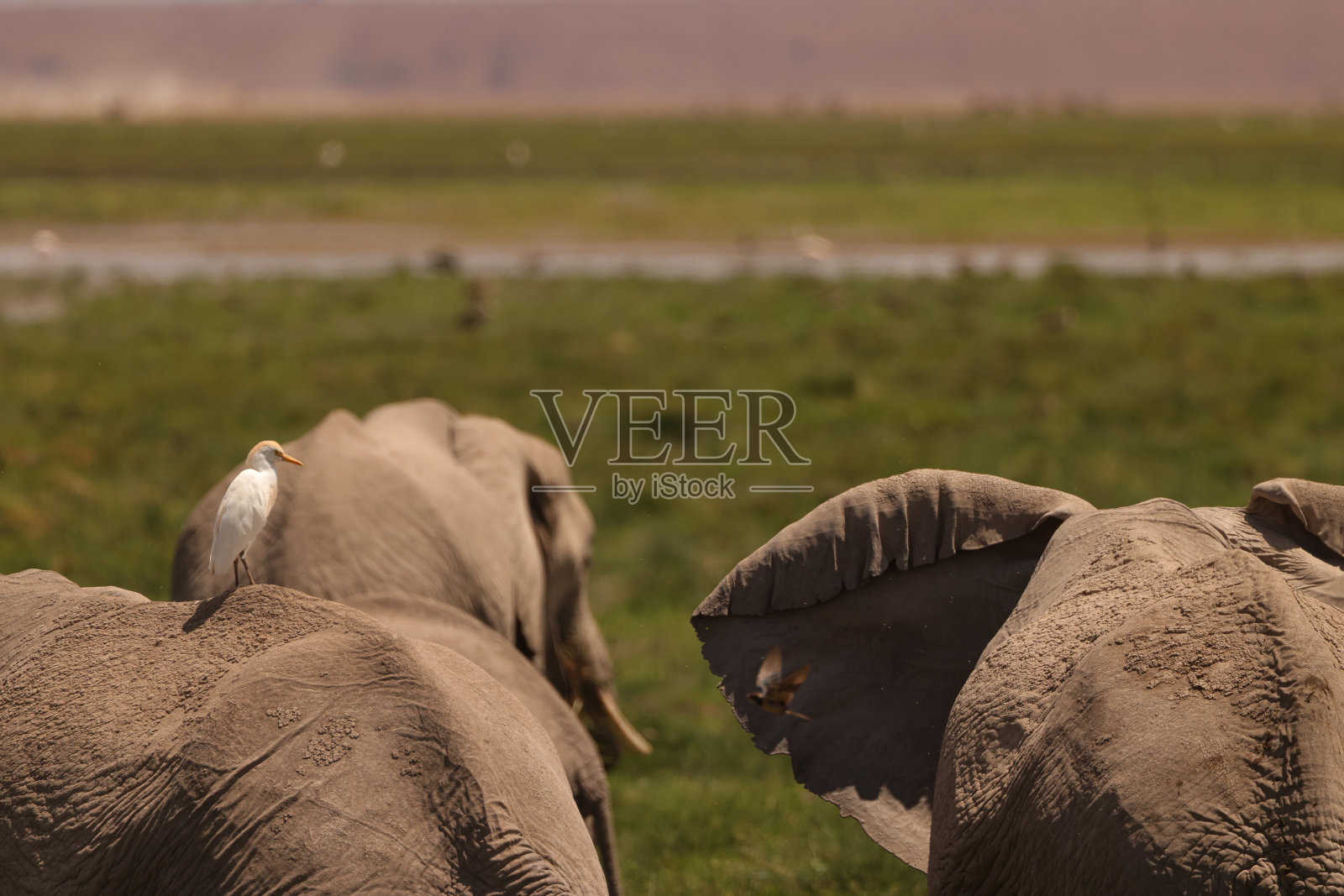 白鹭坐在大象的背上照片摄影图片