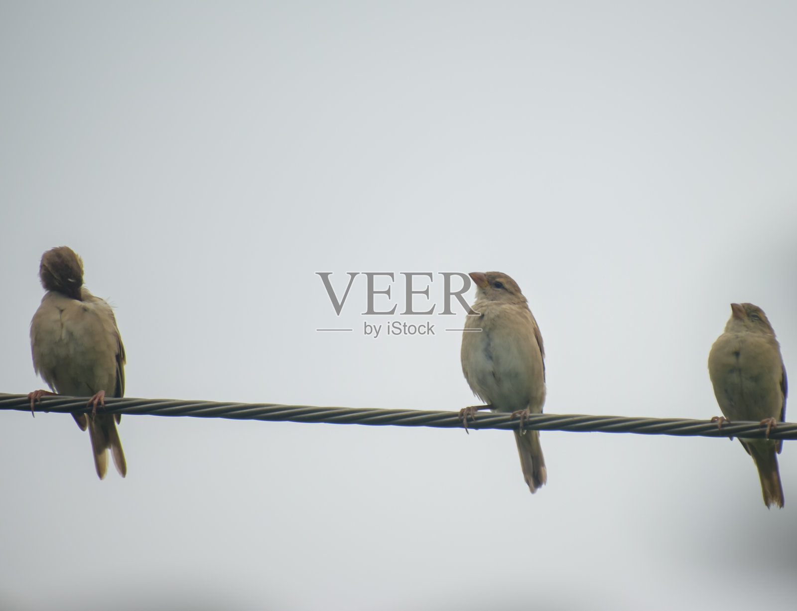 一群麻雀在电线上休息照片摄影图片