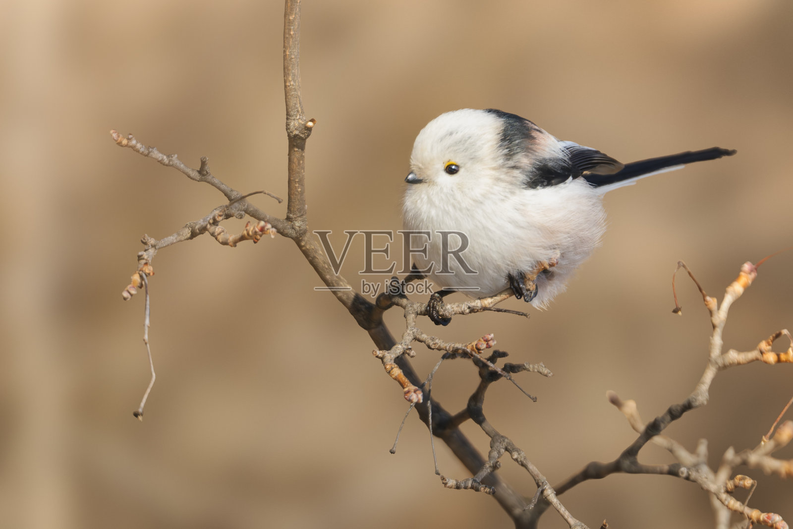 小长尾山雀栖息在干草背景的树枝上照片摄影图片