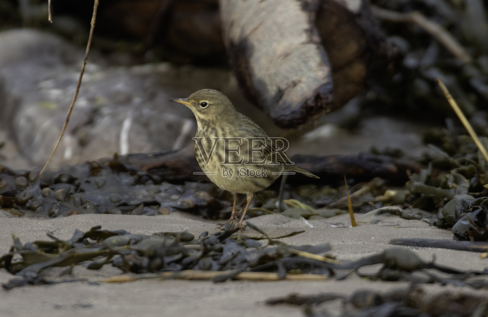 岩石鹡鸰照片摄影图片