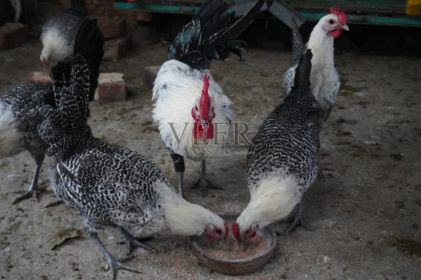 埃及法尤米鸡照片摄影图片