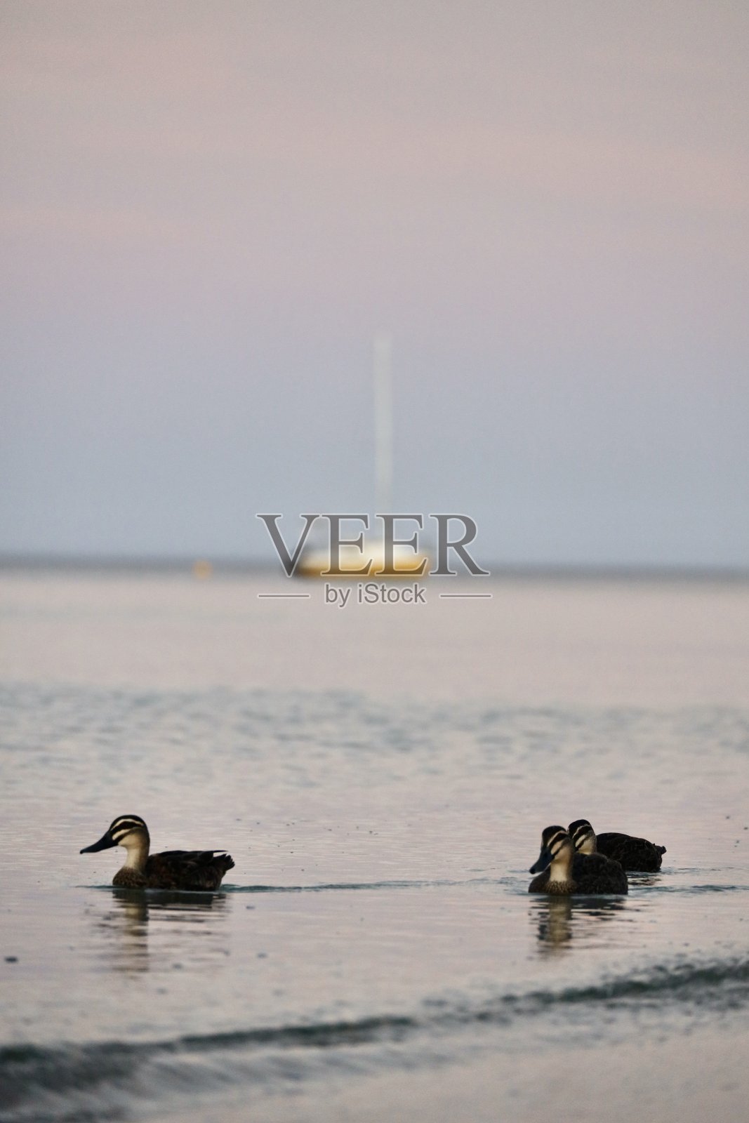 一群太平洋黑鸭在宁静的海水中平静地滑行照片摄影图片