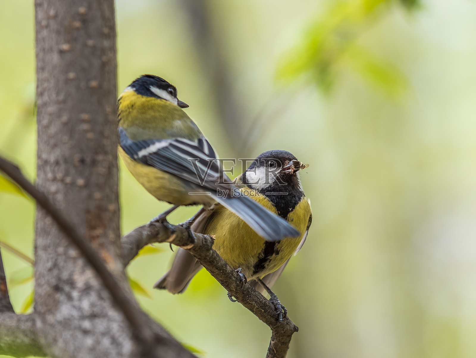 一只大山雀正在喂养它的雏鸟照片摄影图片