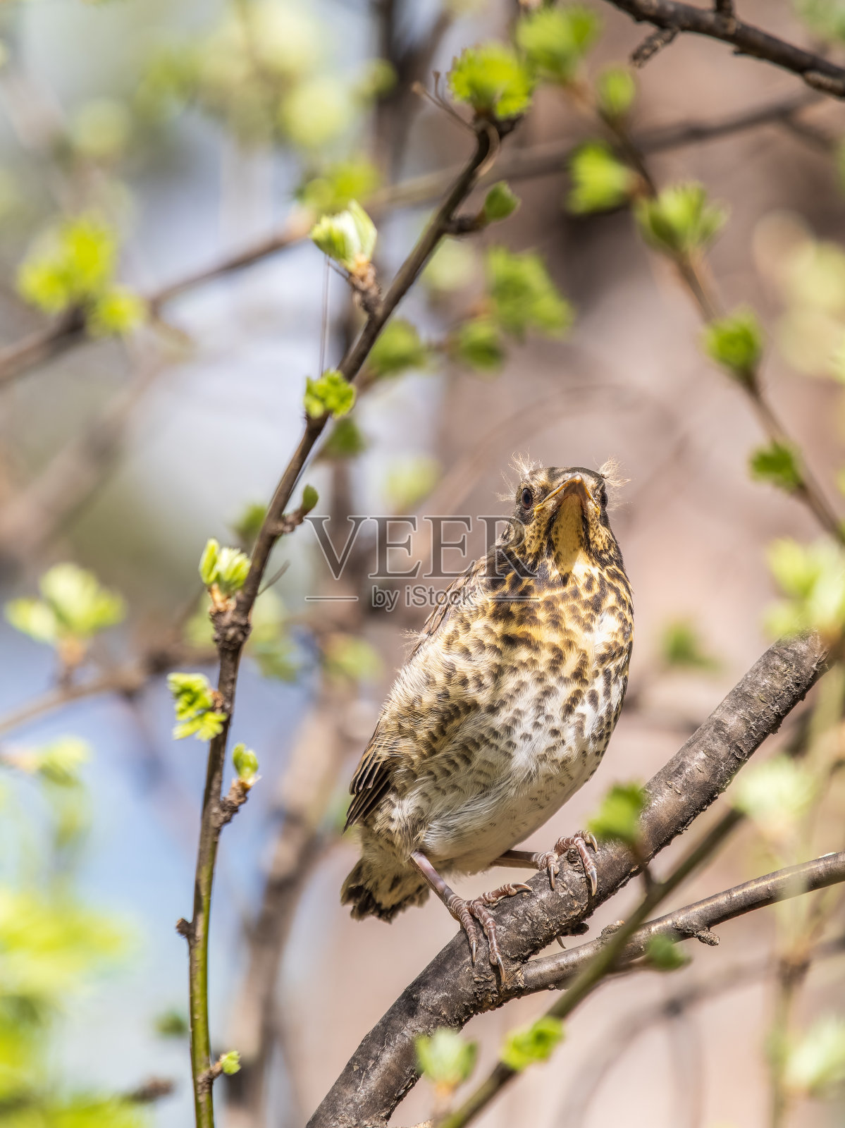 一只野地雏鸟，Turdus pilaris，已经离开了巢穴，正坐在树枝上。一只小野鸡坐在树枝上等待父母的到来。照片摄影图片