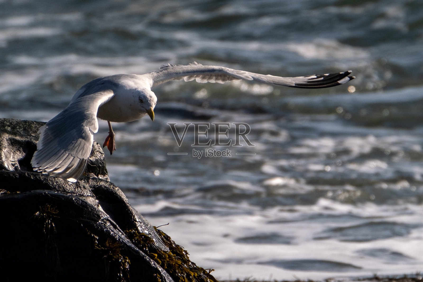 海滩上的海鸥照片摄影图片