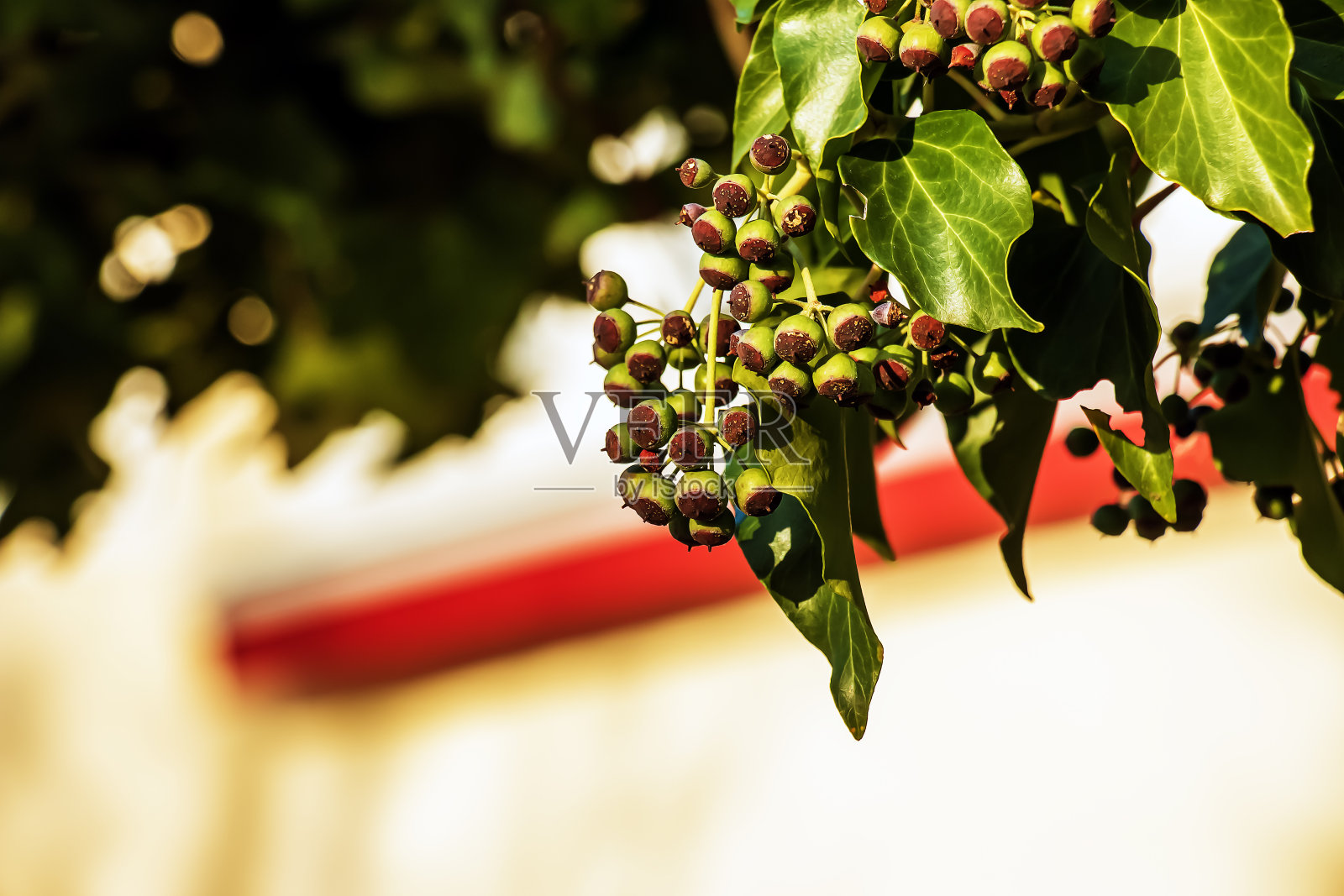 冬天，萨尔茨堡奥古斯丁啤酒厂附近的常春藤。海德拉在一月份离开。照片摄影图片