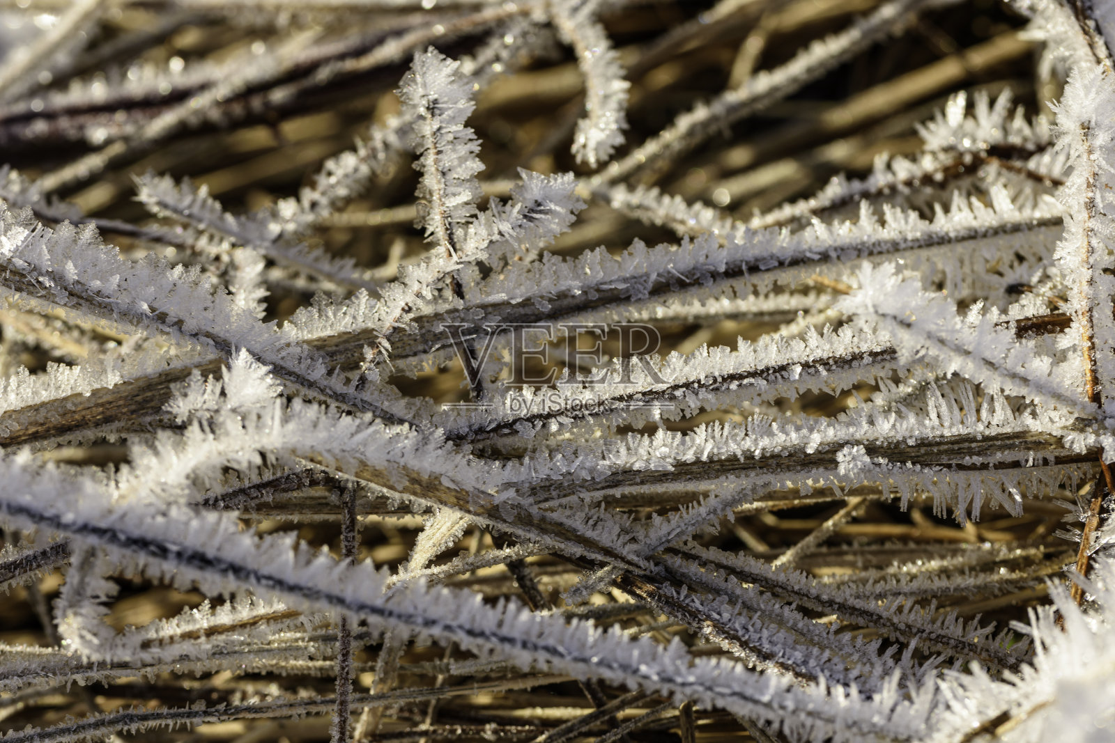 霜冻在田野和植物上照片摄影图片