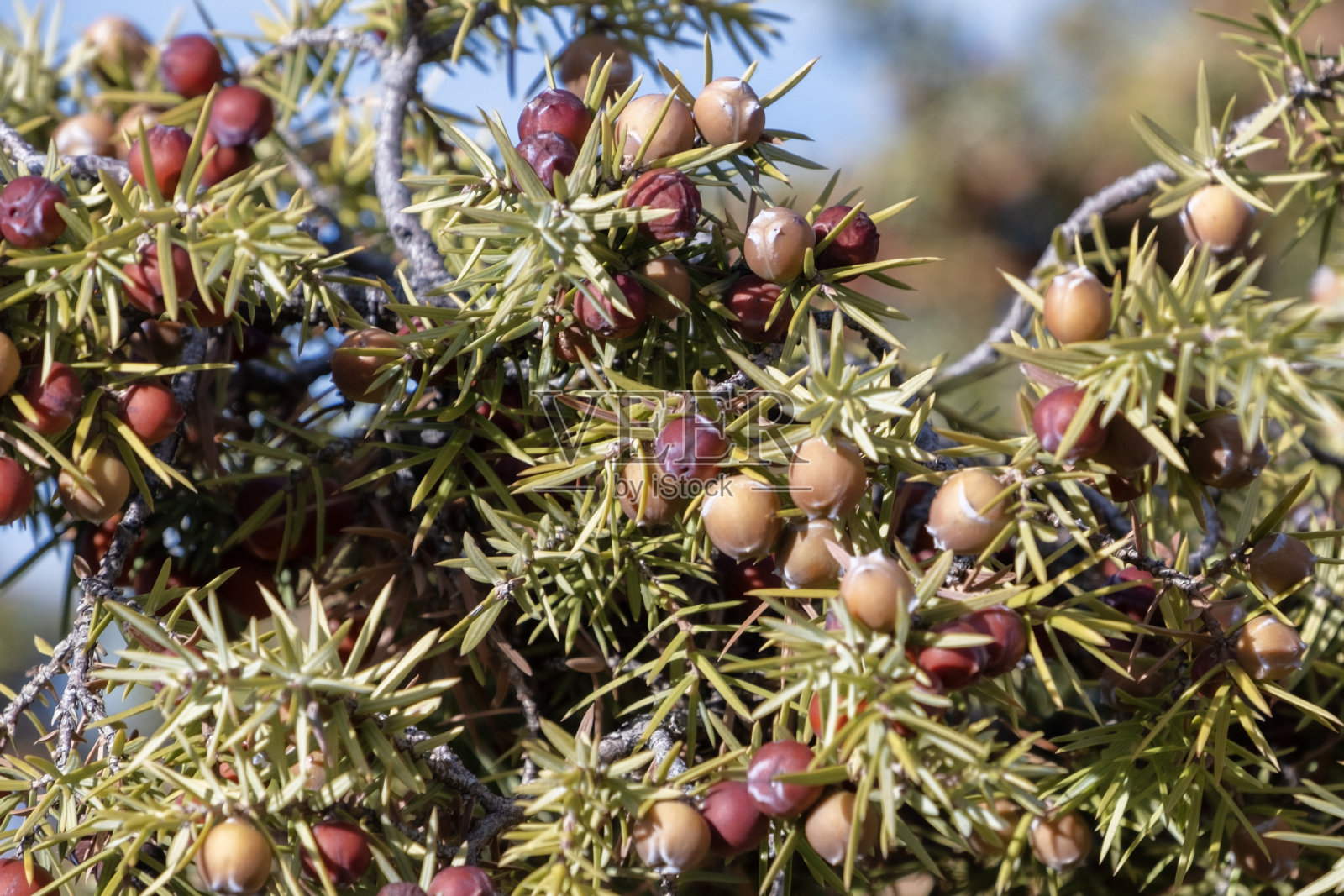 Juniper种子照片摄影图片