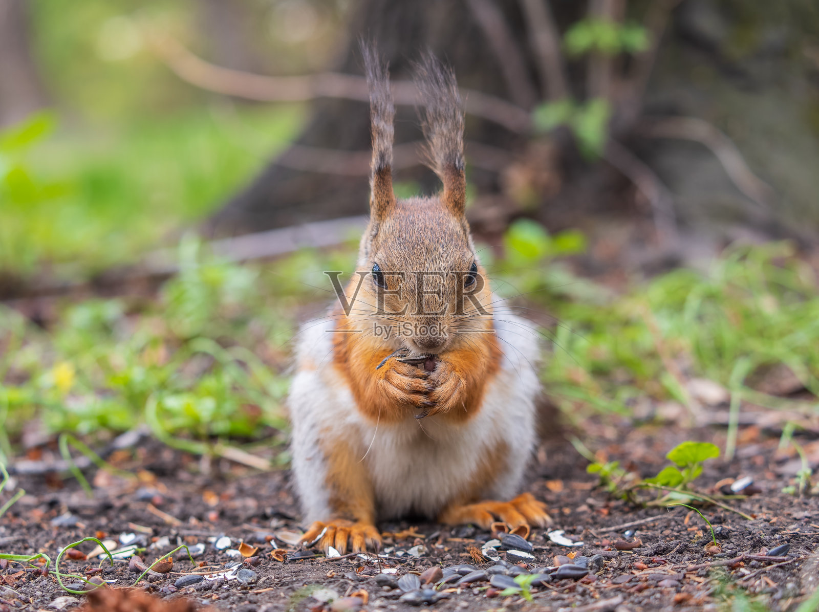 松鼠坐在绿草地上吃坚果。欧亚红松鼠，学名Sciurus vulgaris照片摄影图片