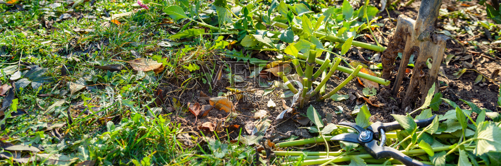 在挖出块茎进行冬季储存之前，先把大丽花的叶子剪掉。秋季园艺工作。越冬大丽花块茎。照片摄影图片