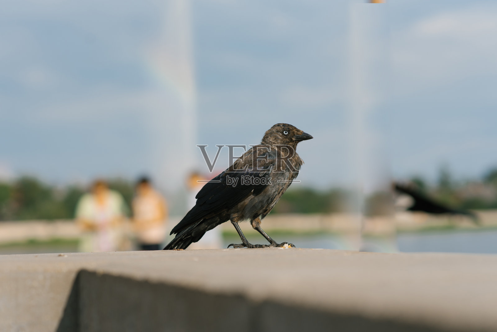 乌鸦鸟在城市景观照片摄影图片
