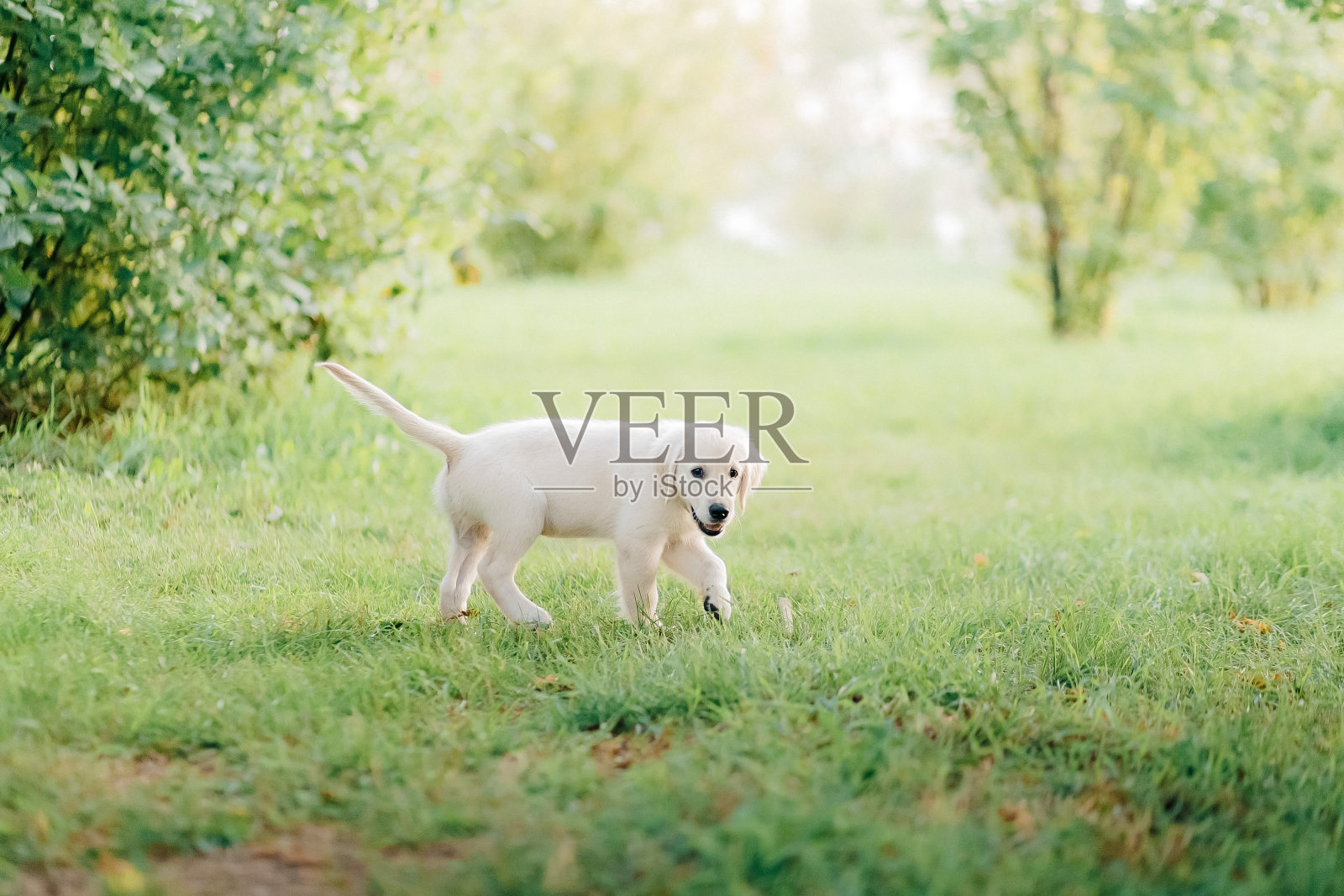 我最喜欢的金毛小狗第一次去秋天的公园散步照片摄影图片