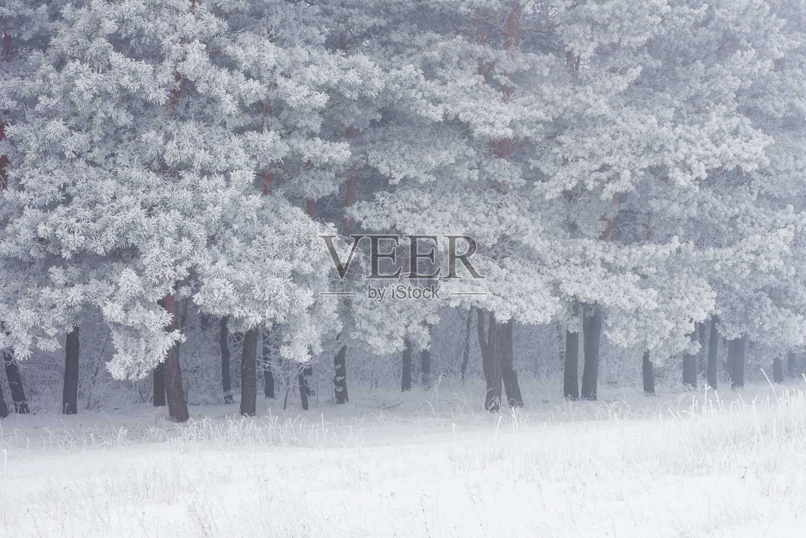 在一个雾蒙蒙的冬天早晨，松树林边缘被霜覆盖的树木。照片摄影图片