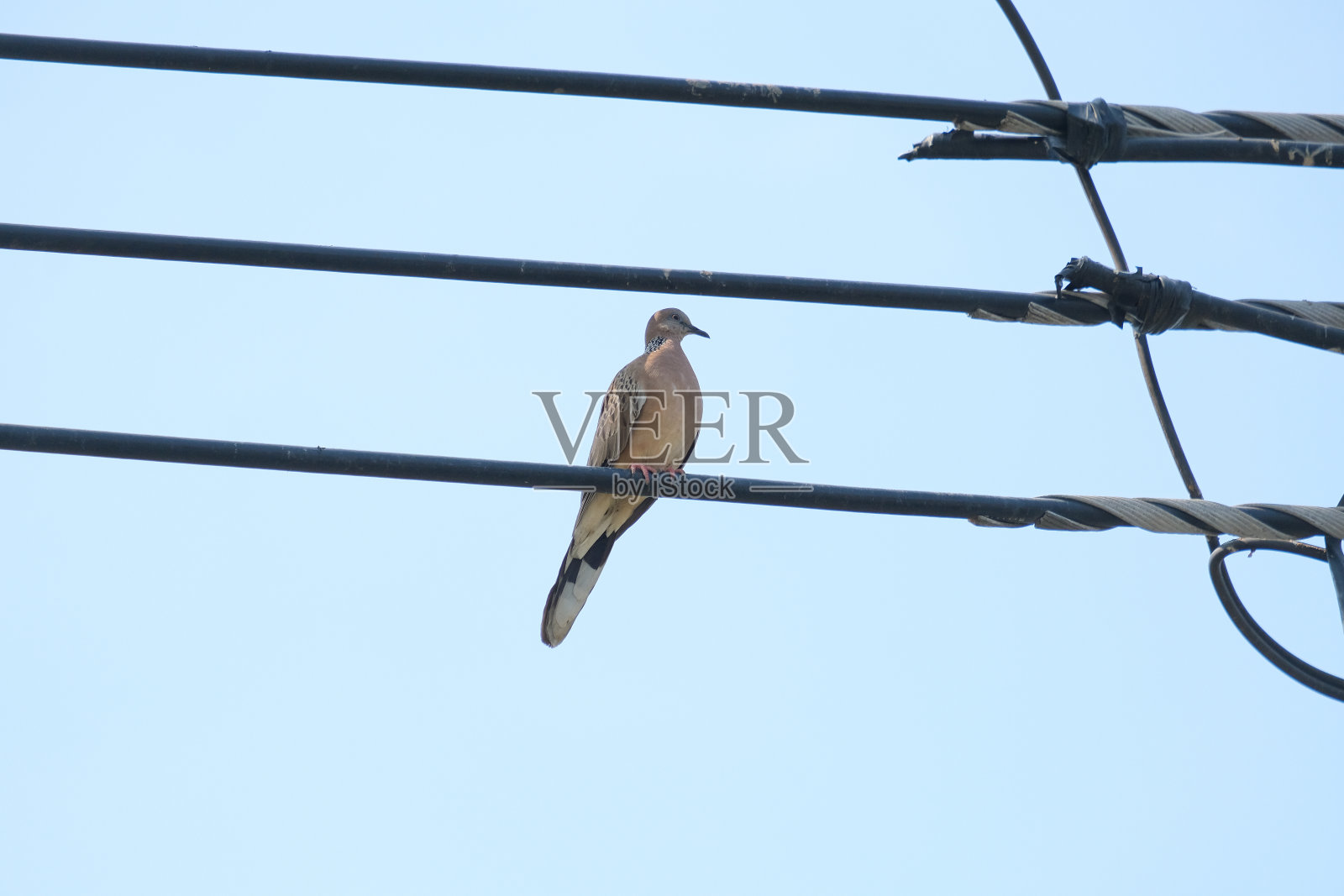 一只鸟栖息在电线上。照片摄影图片