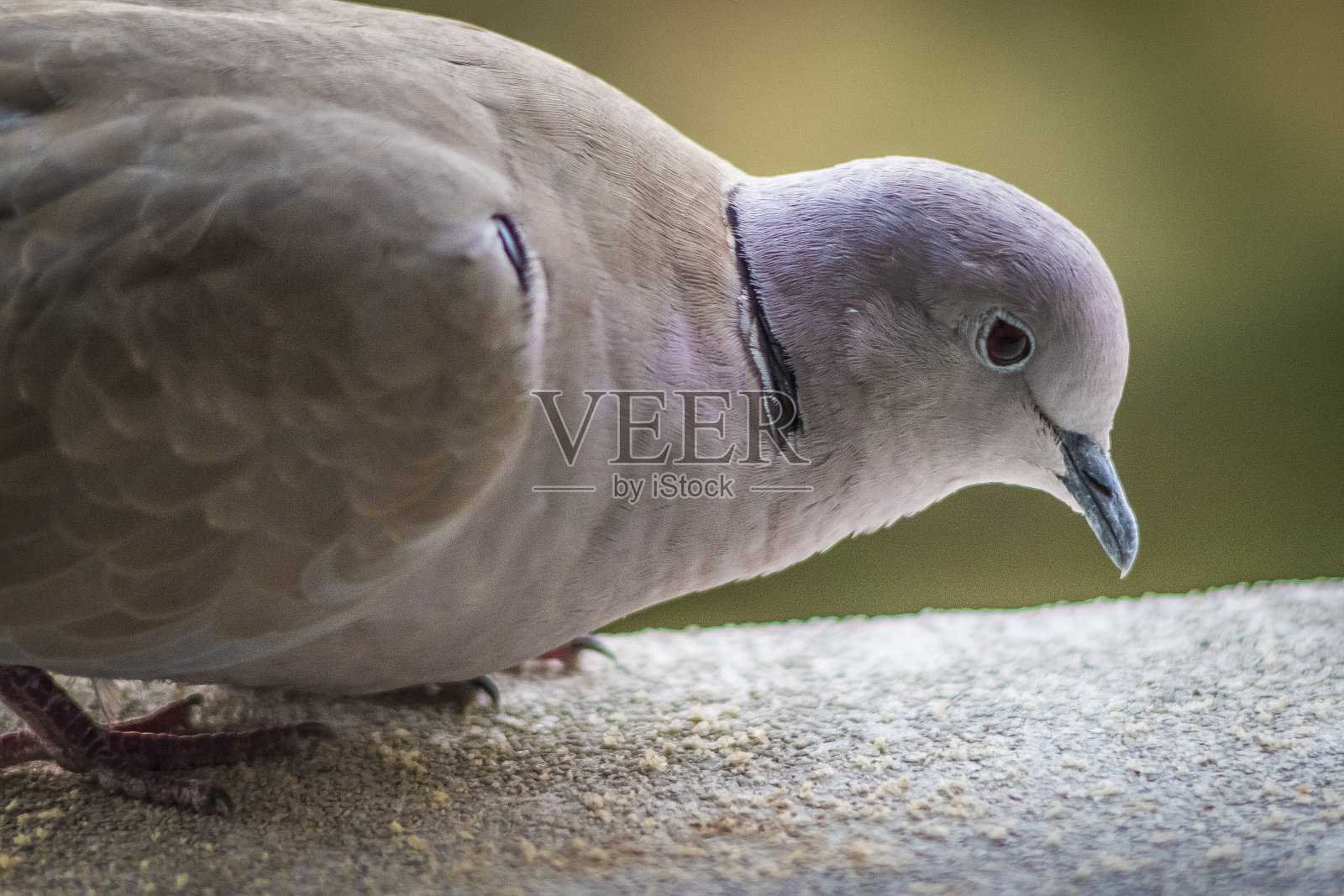 杜鹃照片摄影图片