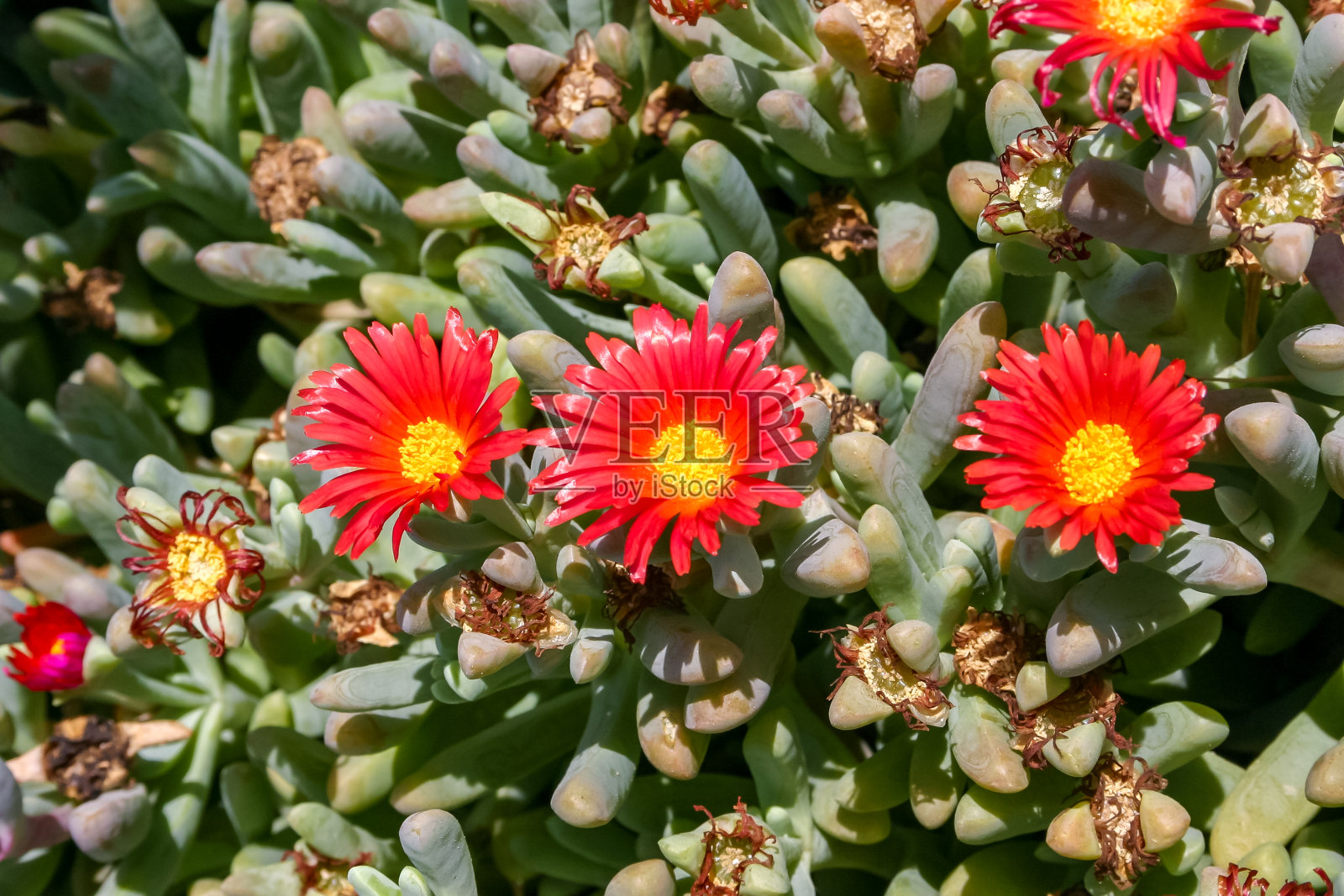 番杏照片摄影图片