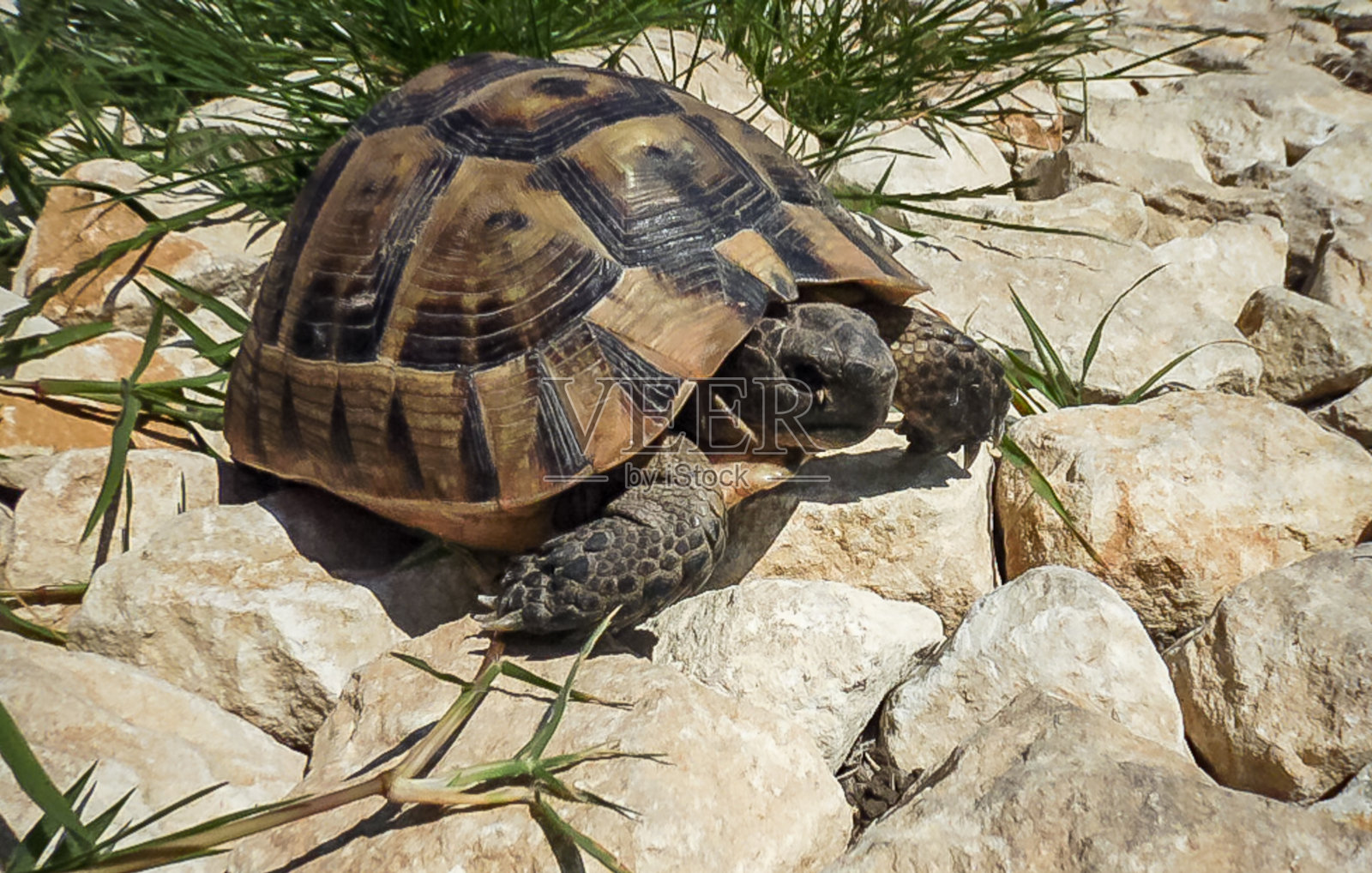 赫尔曼龟(学名:Testudo hermanni)，黑海沿岸草原上的成年龟照片摄影图片