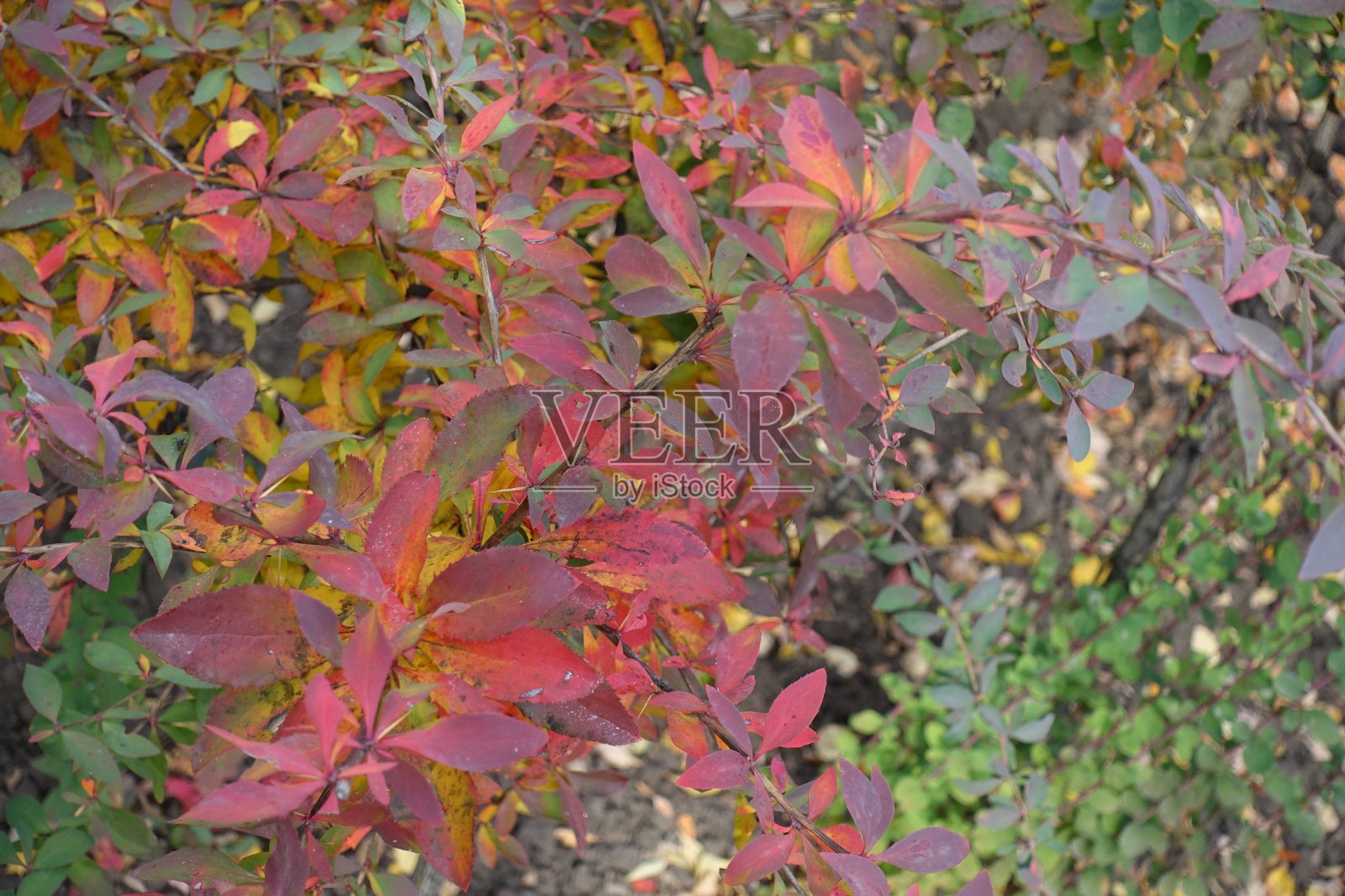 十月中旬，小檗色彩斑斓的秋叶照片摄影图片